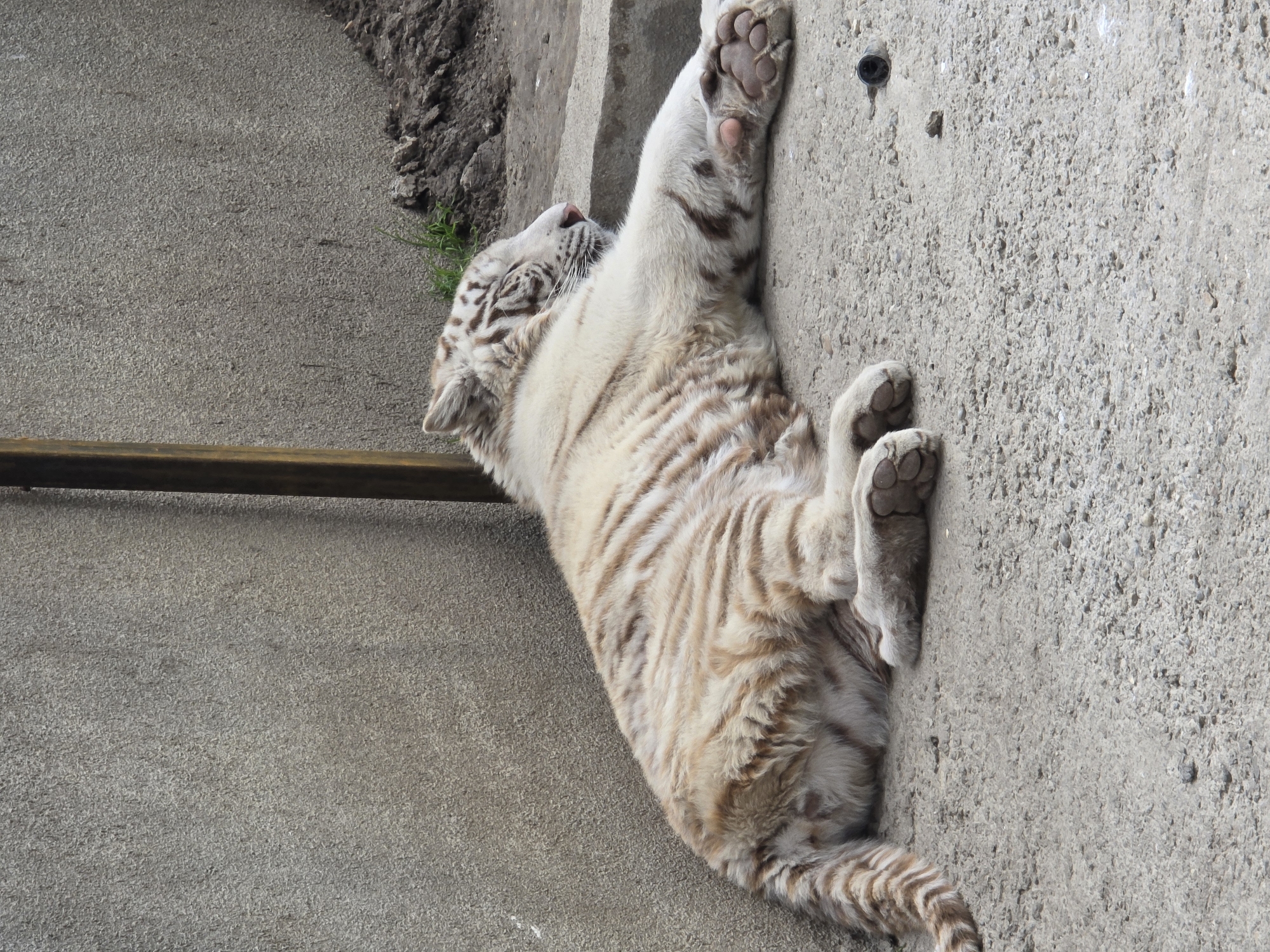 Zoo visitors capture routine animal behaviors at Craiova facility
