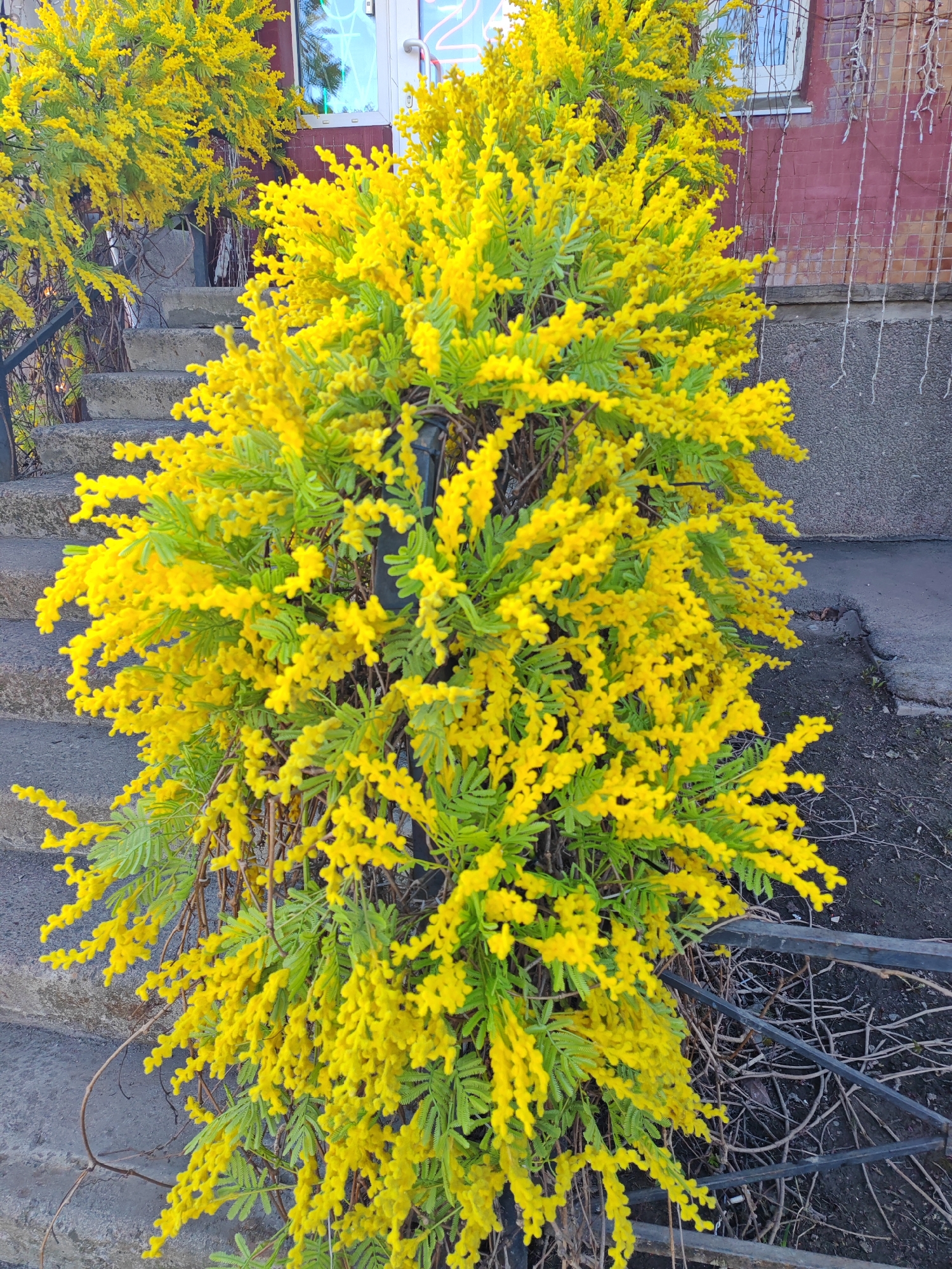 Yellow flowering shrub blooms in Saint Petersburg