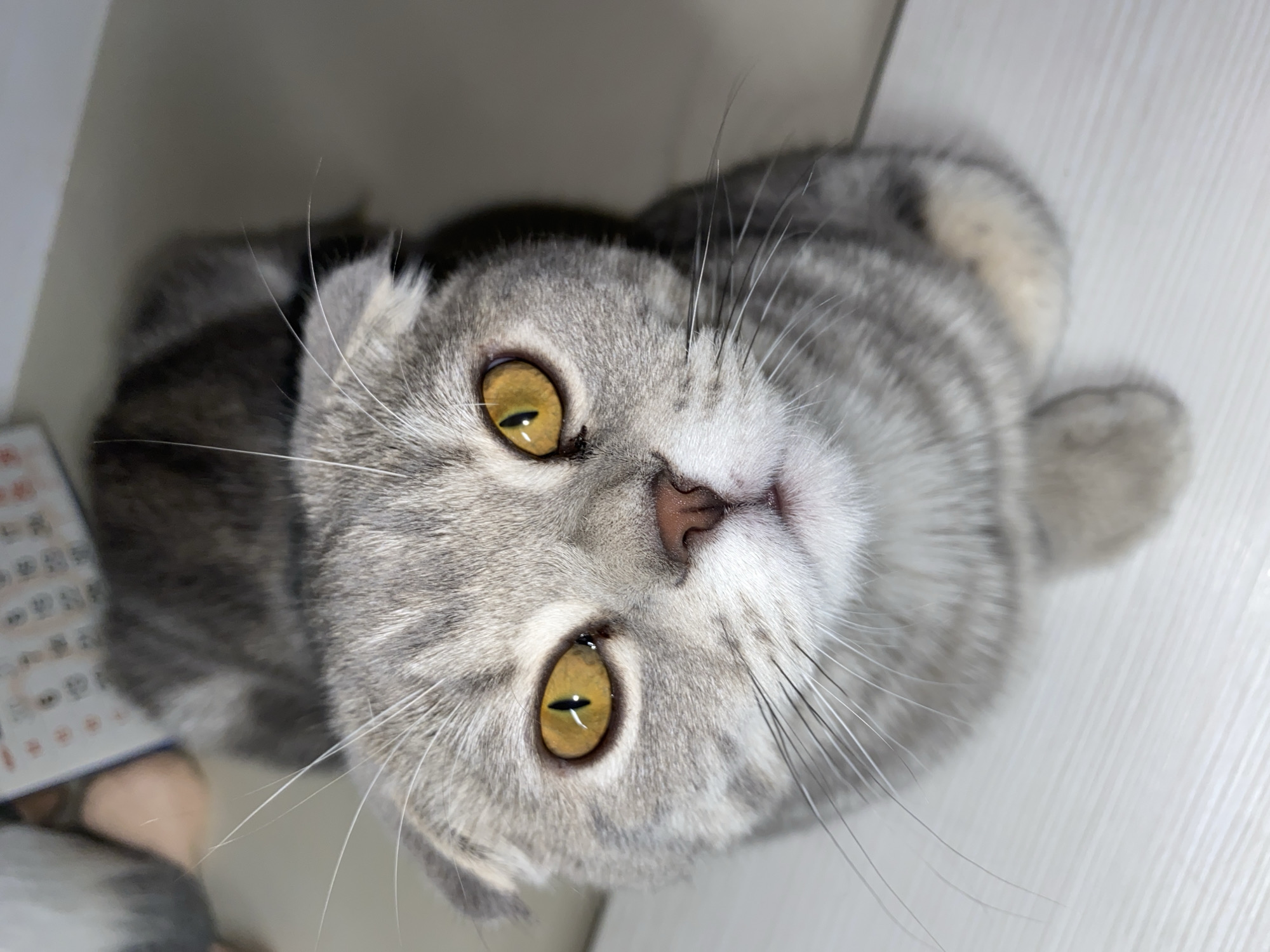 Portrait session captures cat, dog, and child in intimate photographs