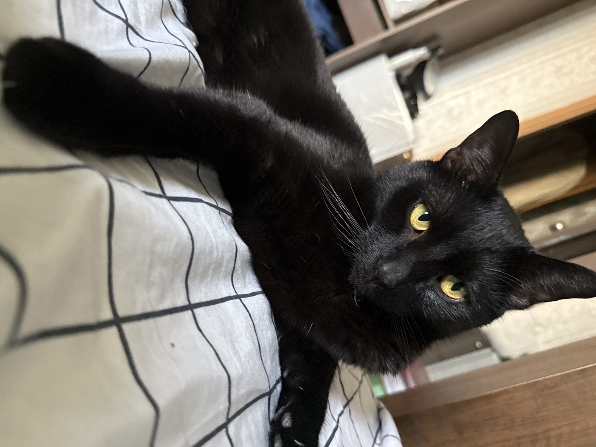 Morning pet moments captured in Khimki bedroom