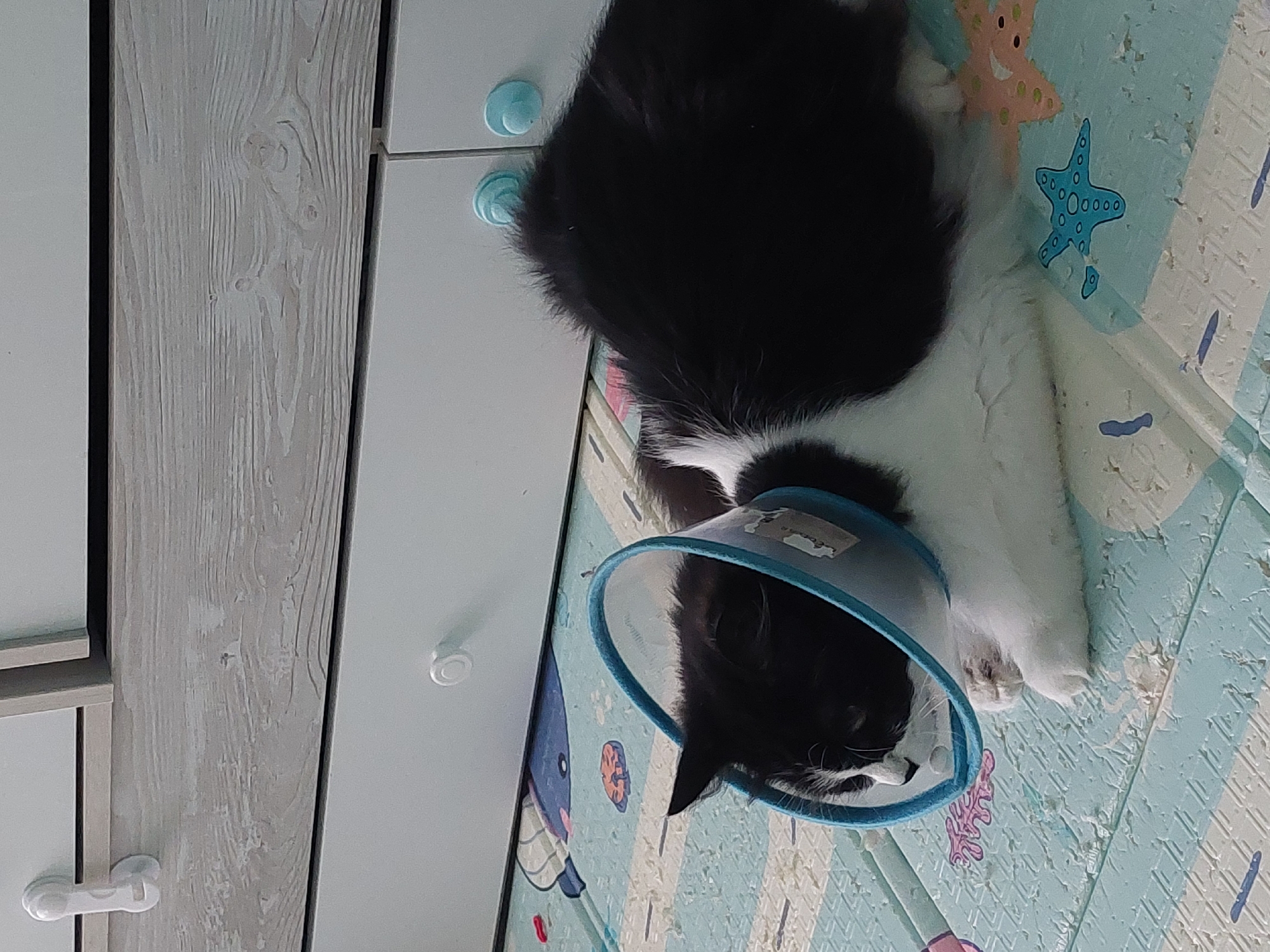 Cat recovers with protective cone in Plovdiv home