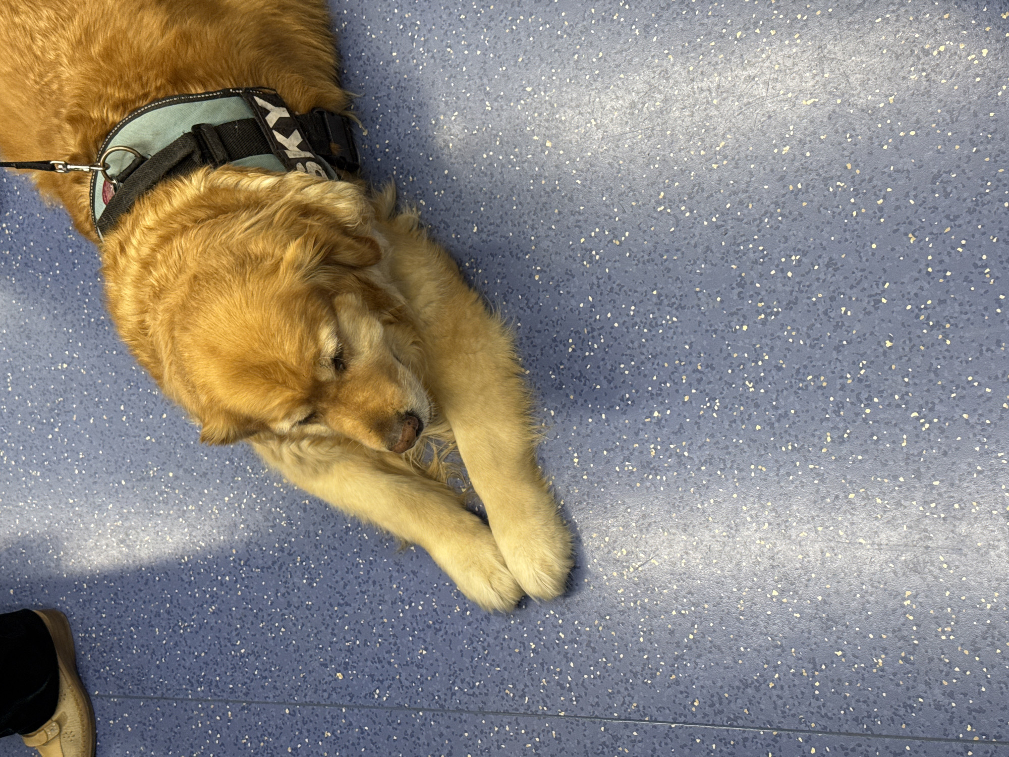 Golden retriever rests on blue floor in Milan