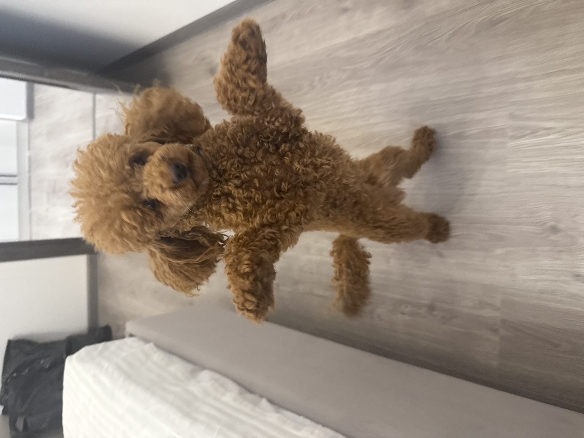 Woman and poodle share playful morning moments in Saint Petersburg