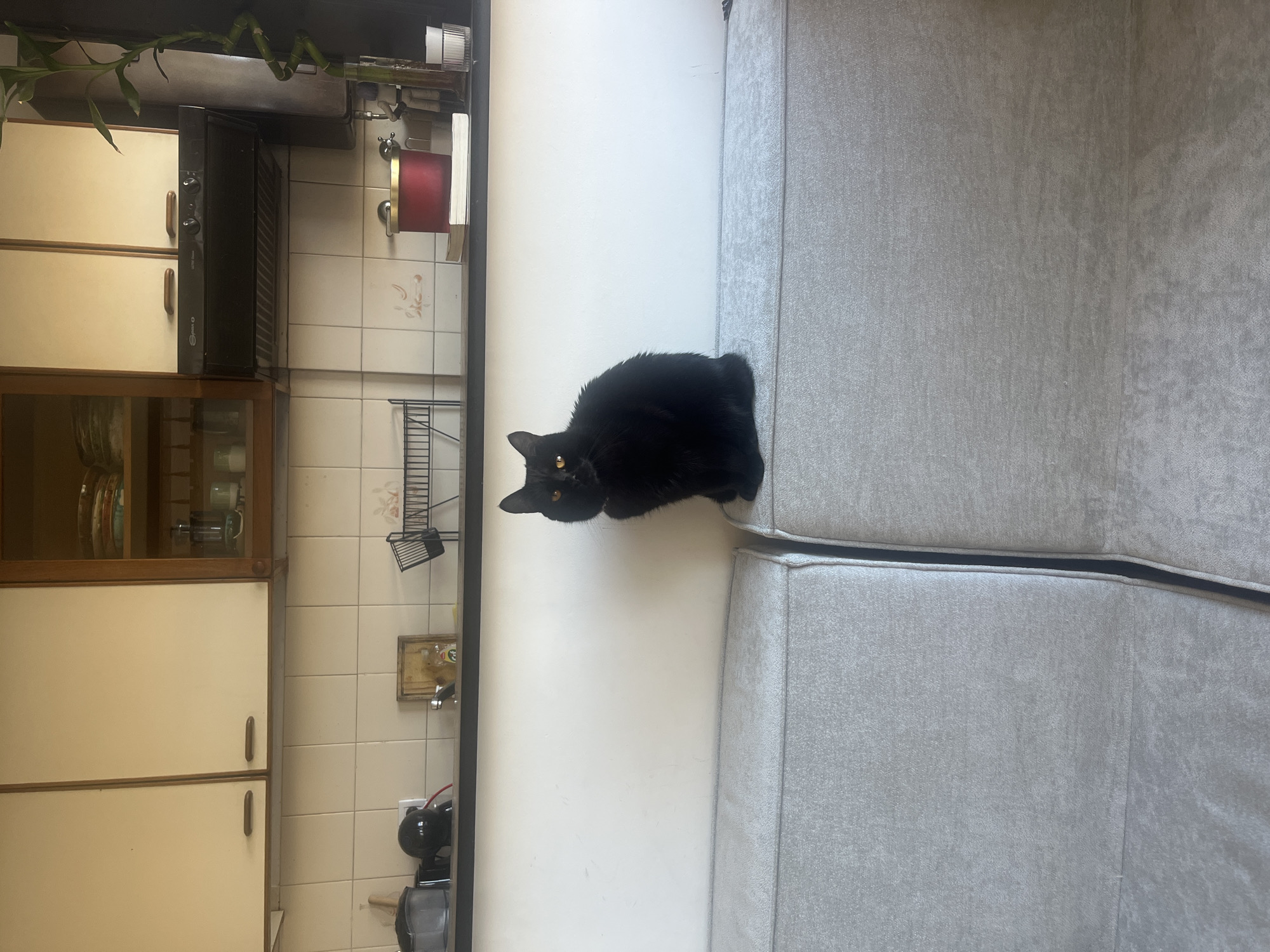 Buenos Aires resident documents quiet afternoon moments with black cat