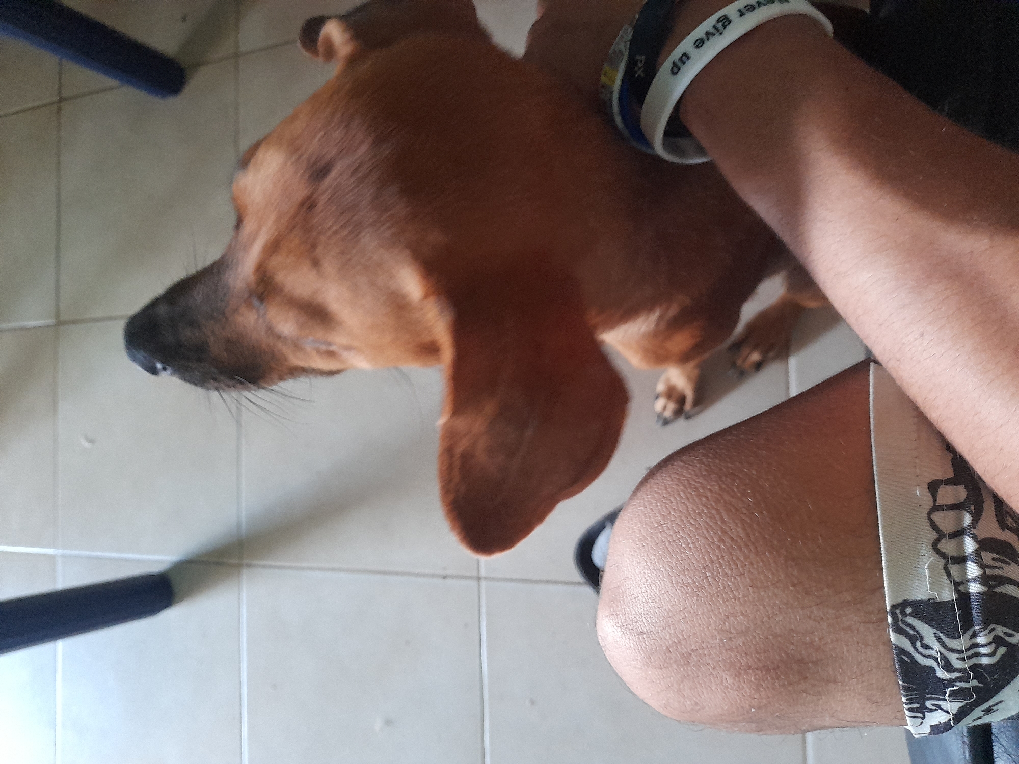 Dog naps on tiled floor while getting a gentle pat