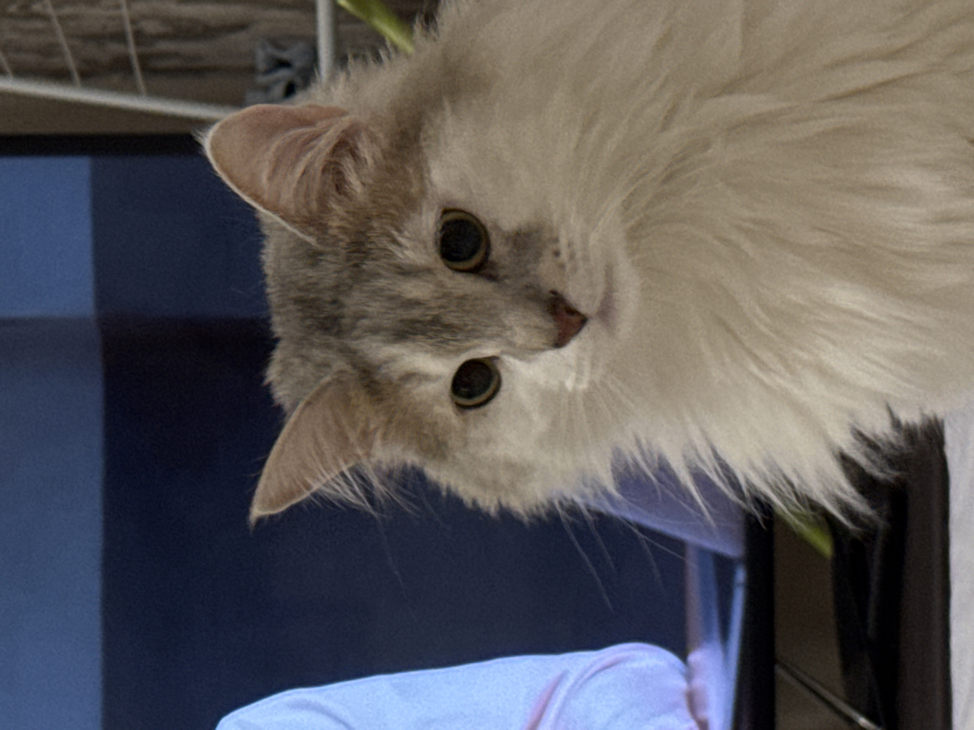 Cat photographed in various indoor poses in Nizhny Novgorod home