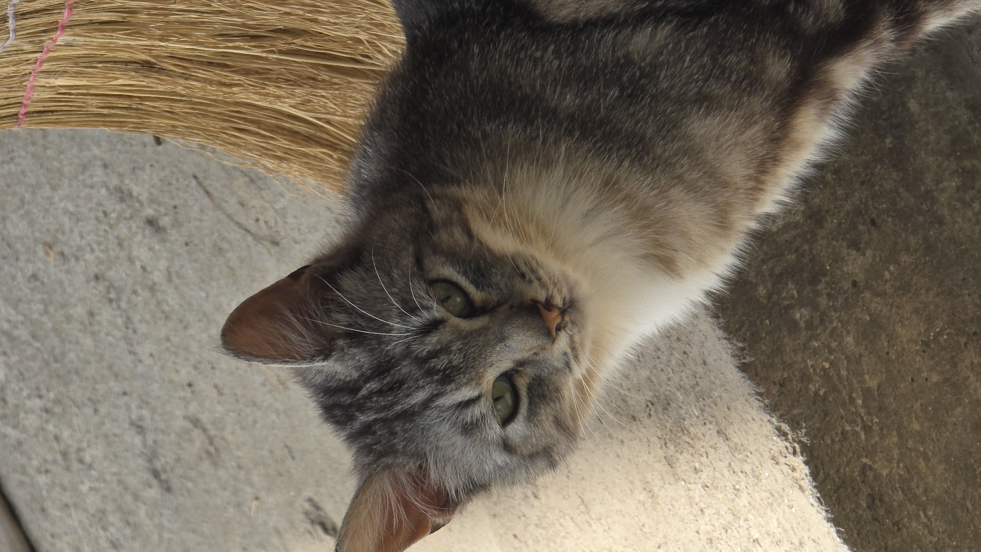 Tabby cat spotted resting on concrete in Samovodene, Bulgaria