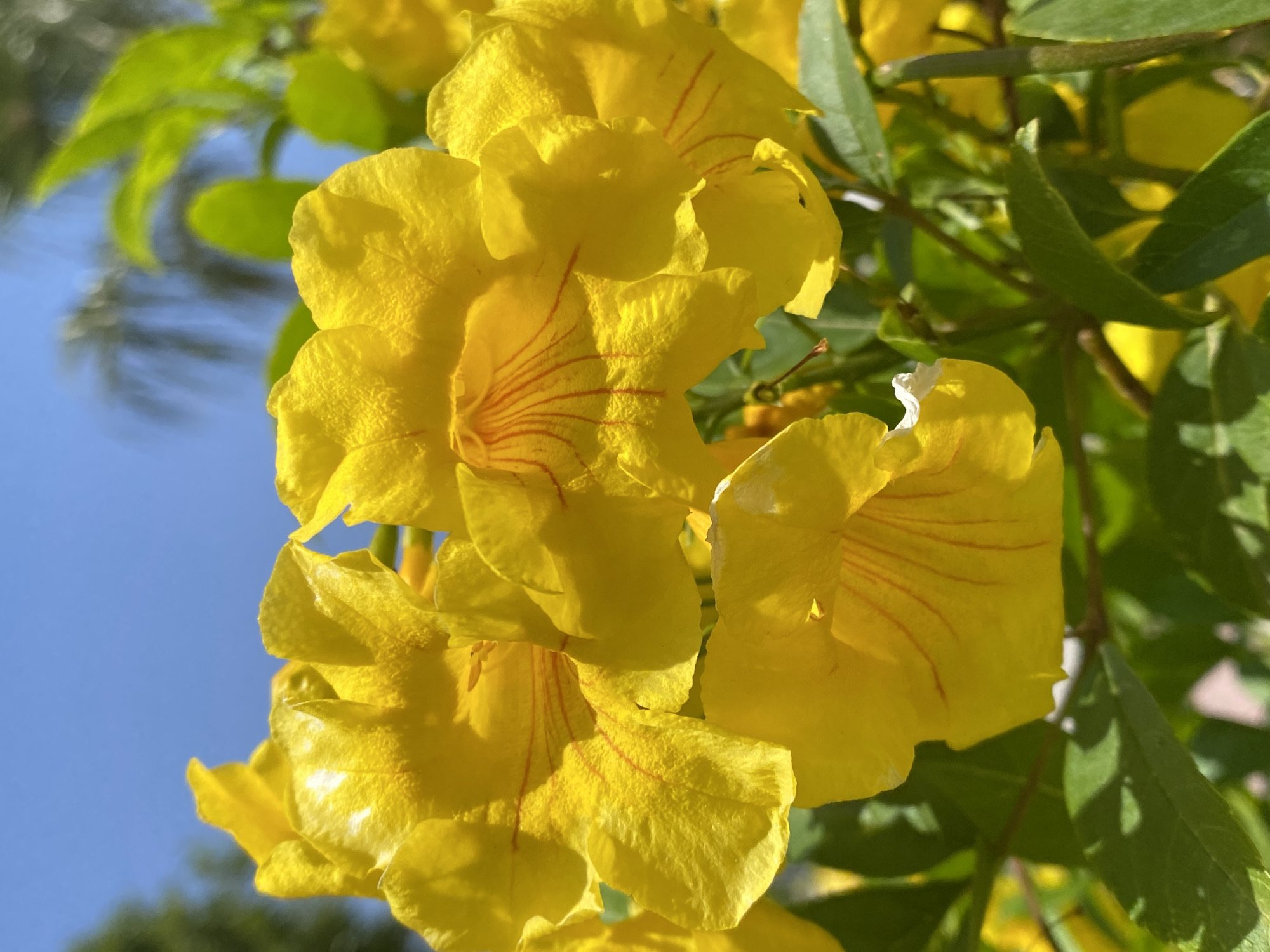 Flower photography and family content shared in Alanya, Turkey