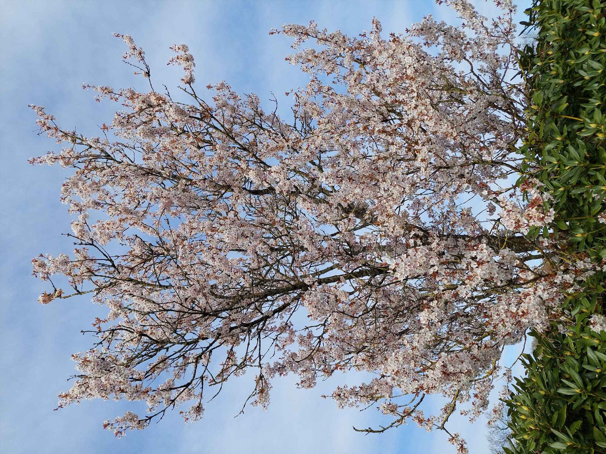 Spring blooms and wildlife observed in Ganderkesee residential area