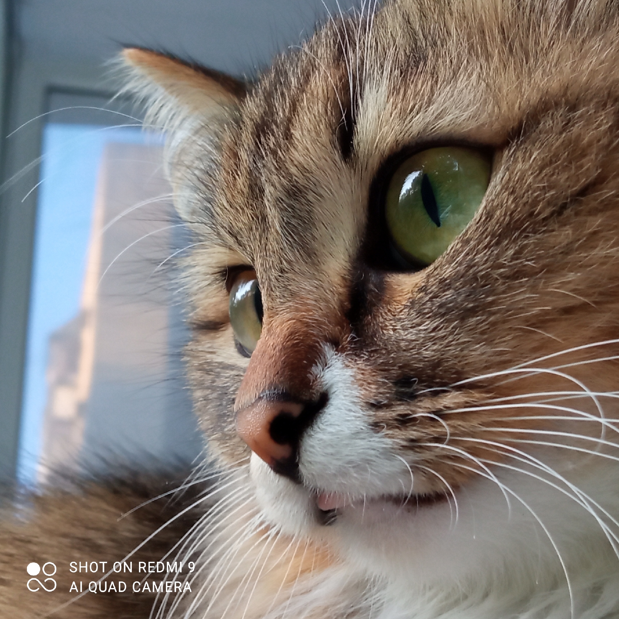 Green-eyed tabby cat, multiple portraits, Chaikovsky