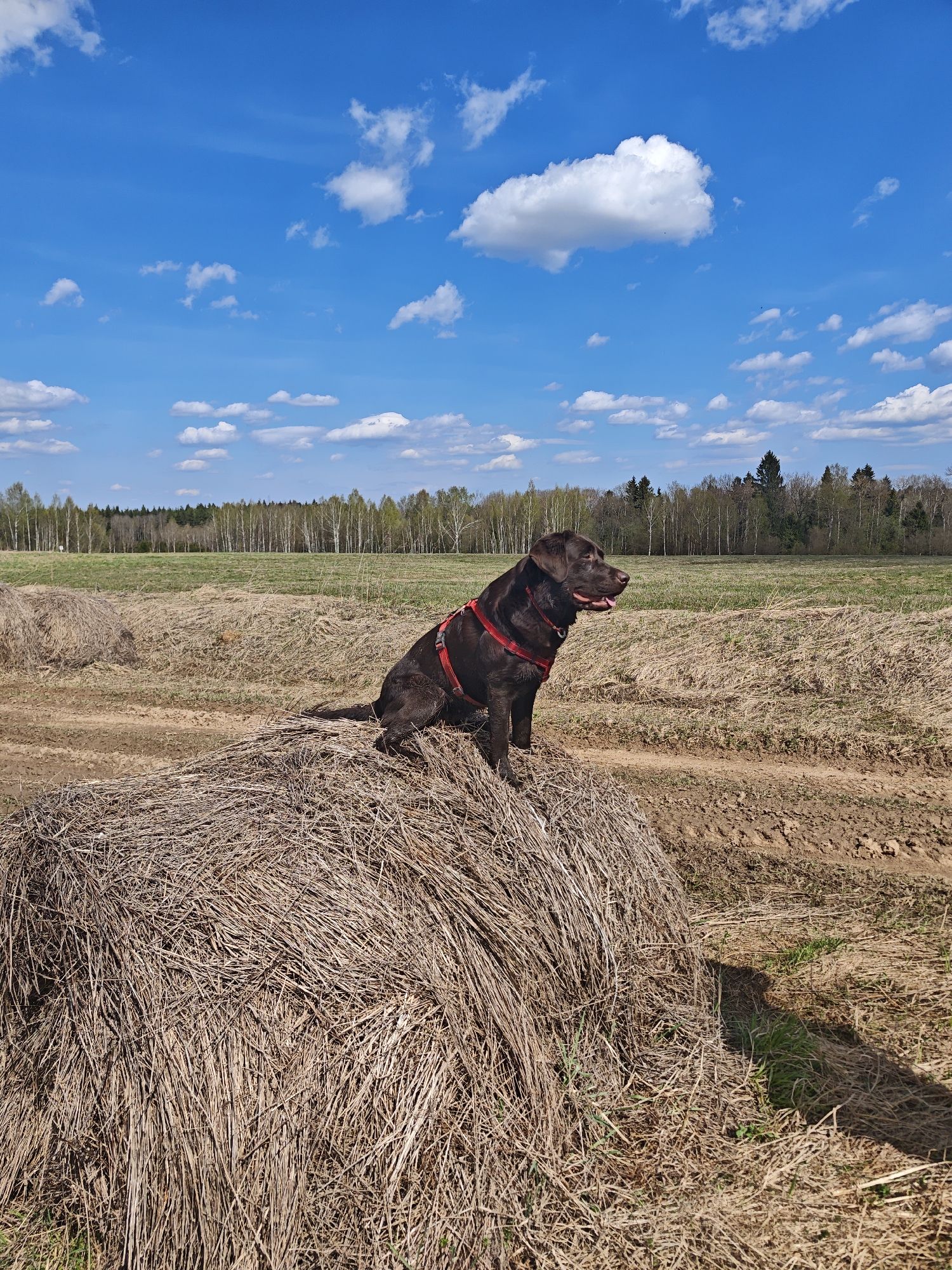 Chocolate Lab rests on haystack in Russian countryside
