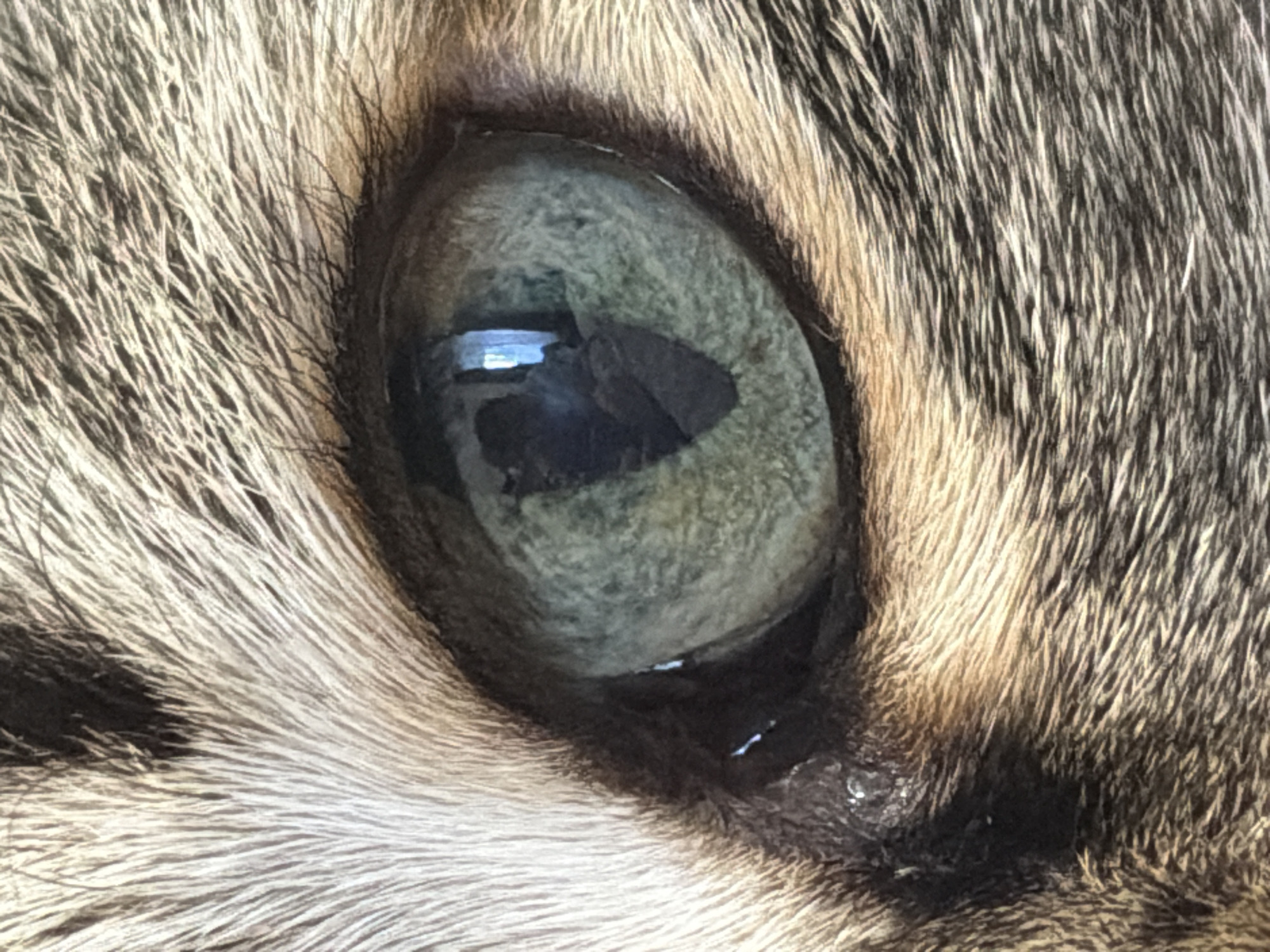 Tabby cat photographed in close-up detail in Izhevsk