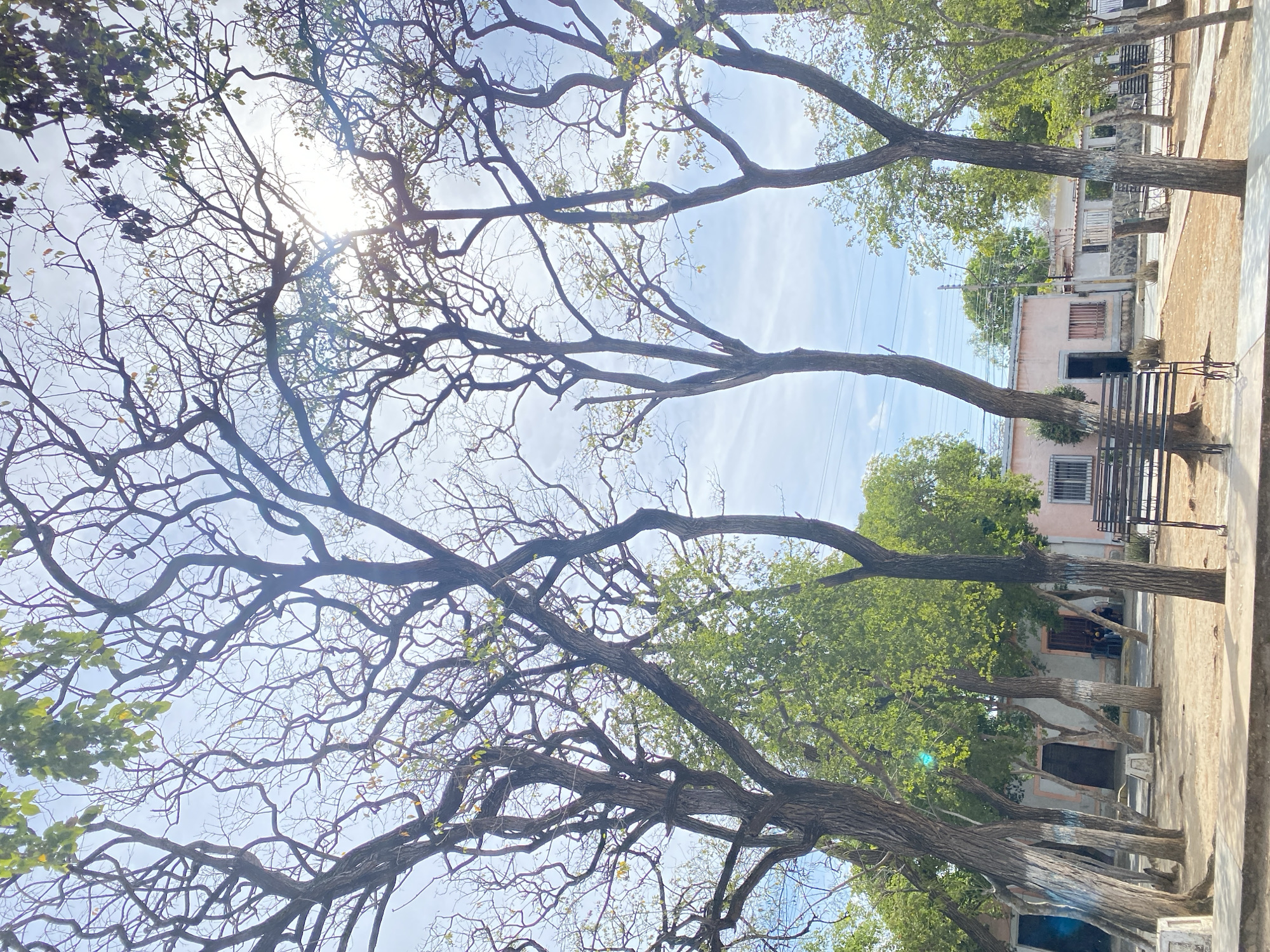 Afternoon stroll with street animals in Juan Griego documented