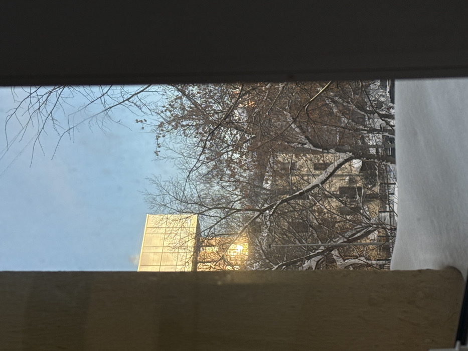 Moscow morning: cats, snow, and quiet domestic moments