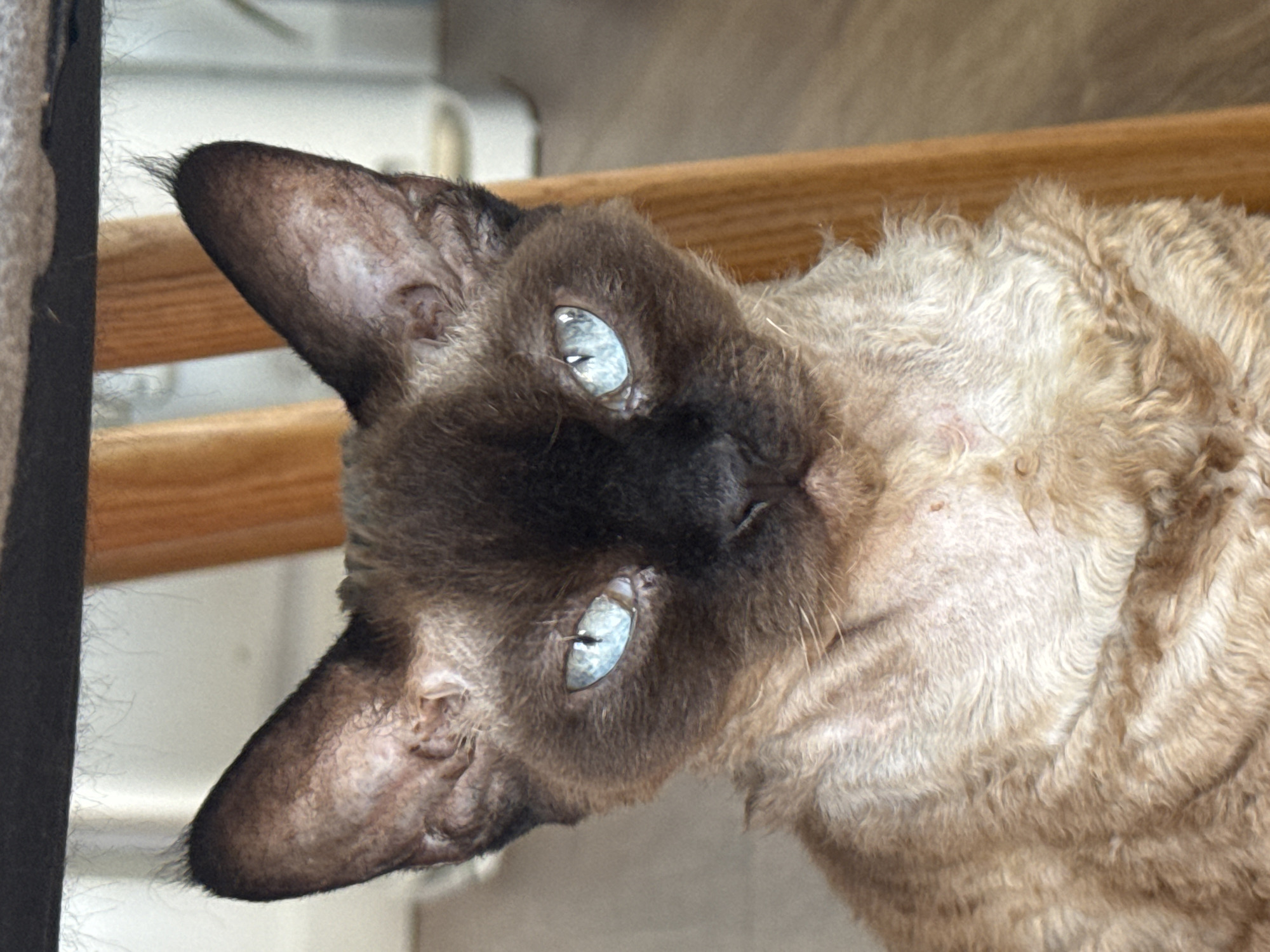Devon Rex cat and Shiba Inu photographed at home in Latvia
