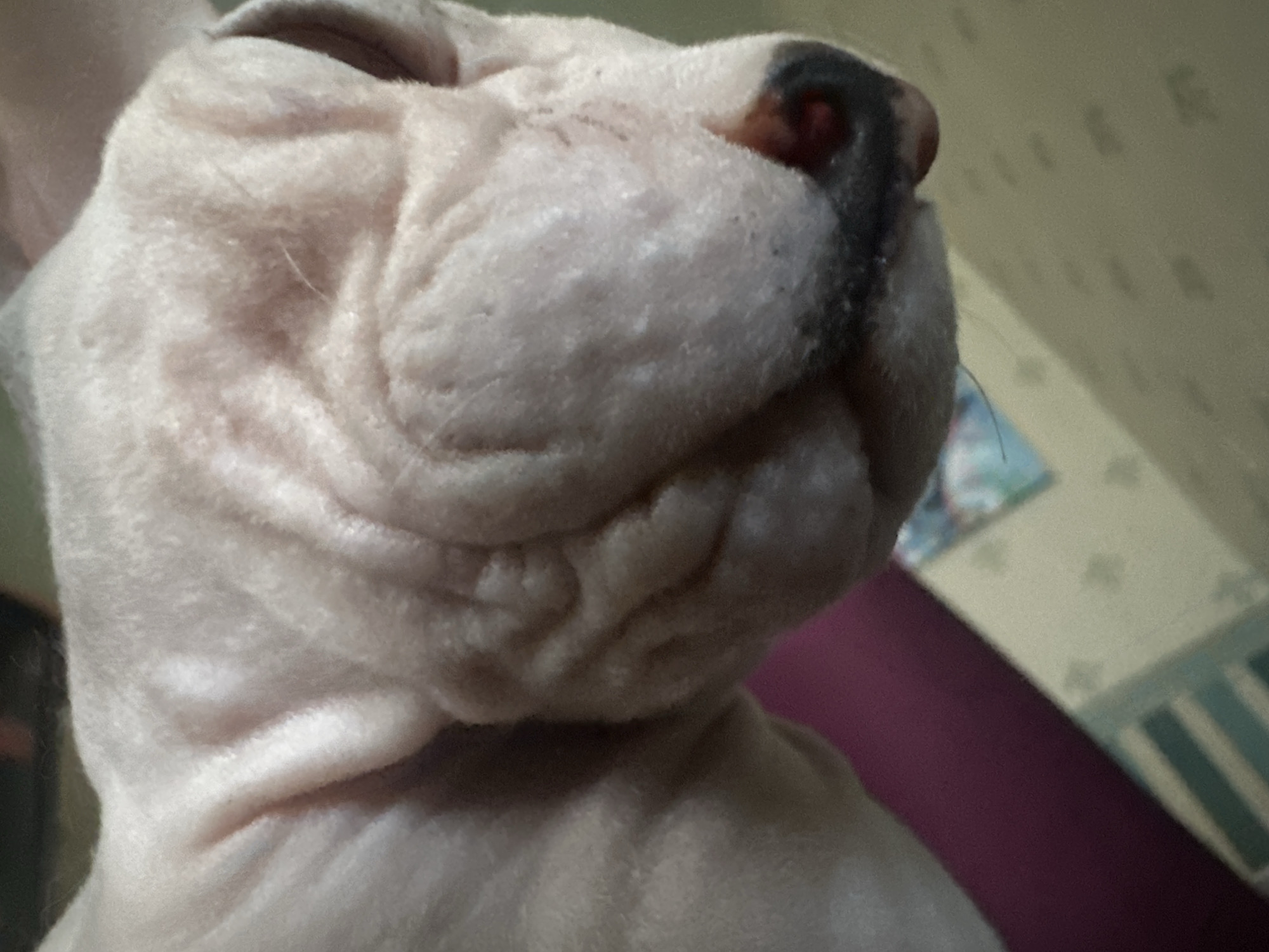 Sphynx cat getting lots of attention at home in Togliatti