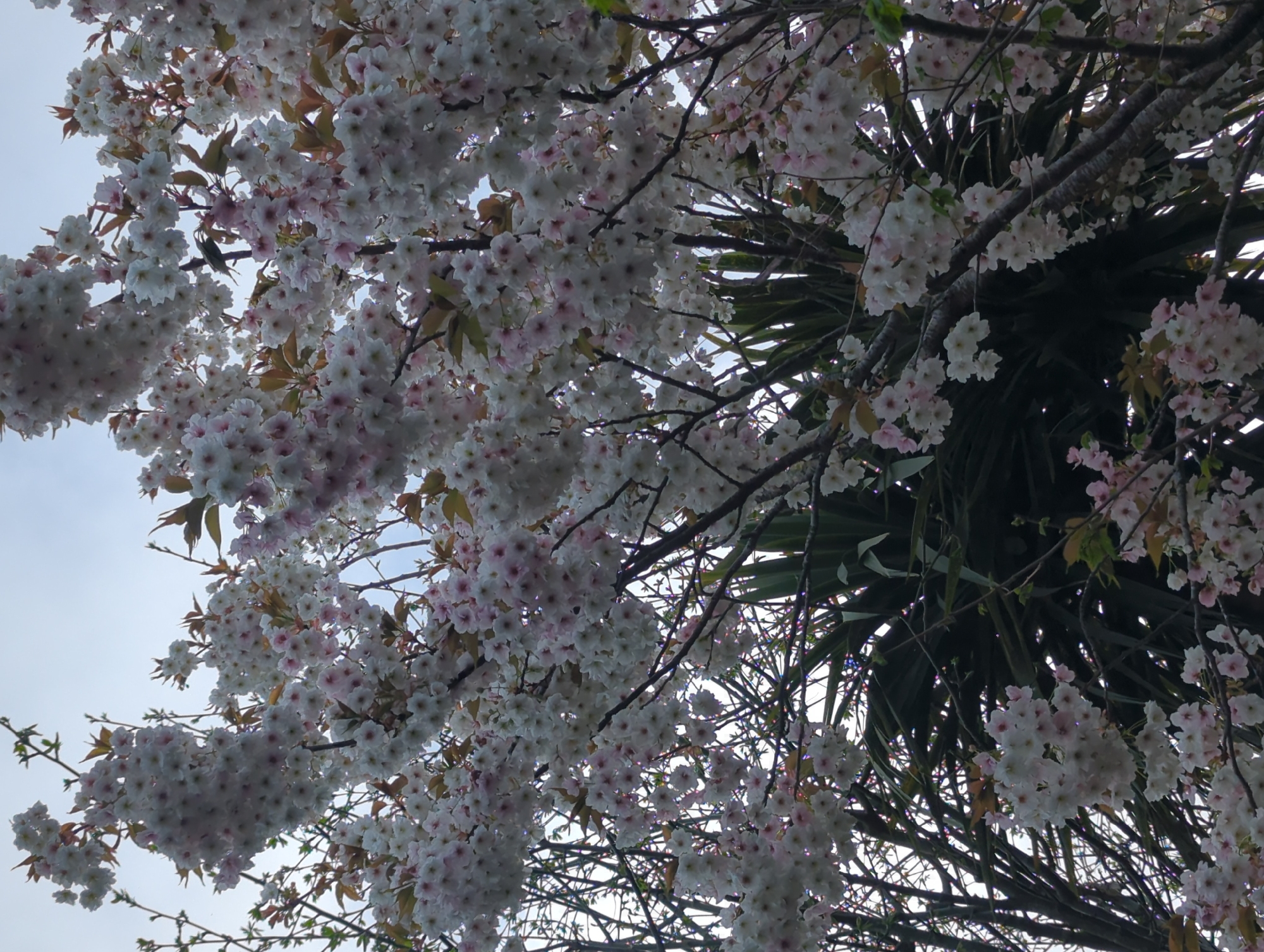 Spring blooms and residential pathways observed in Worcester