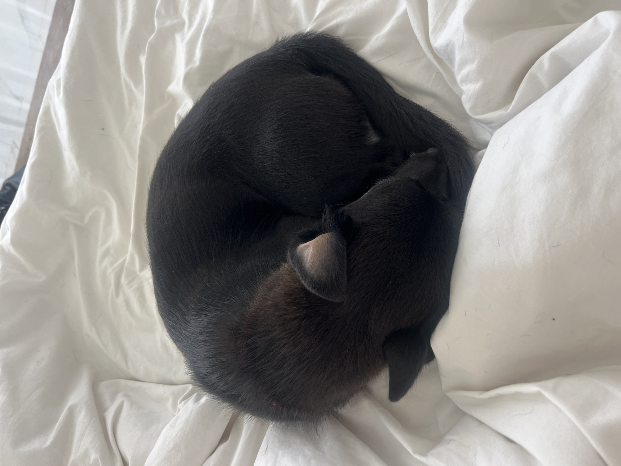 Small black animal observed sleeping curled on white bedding