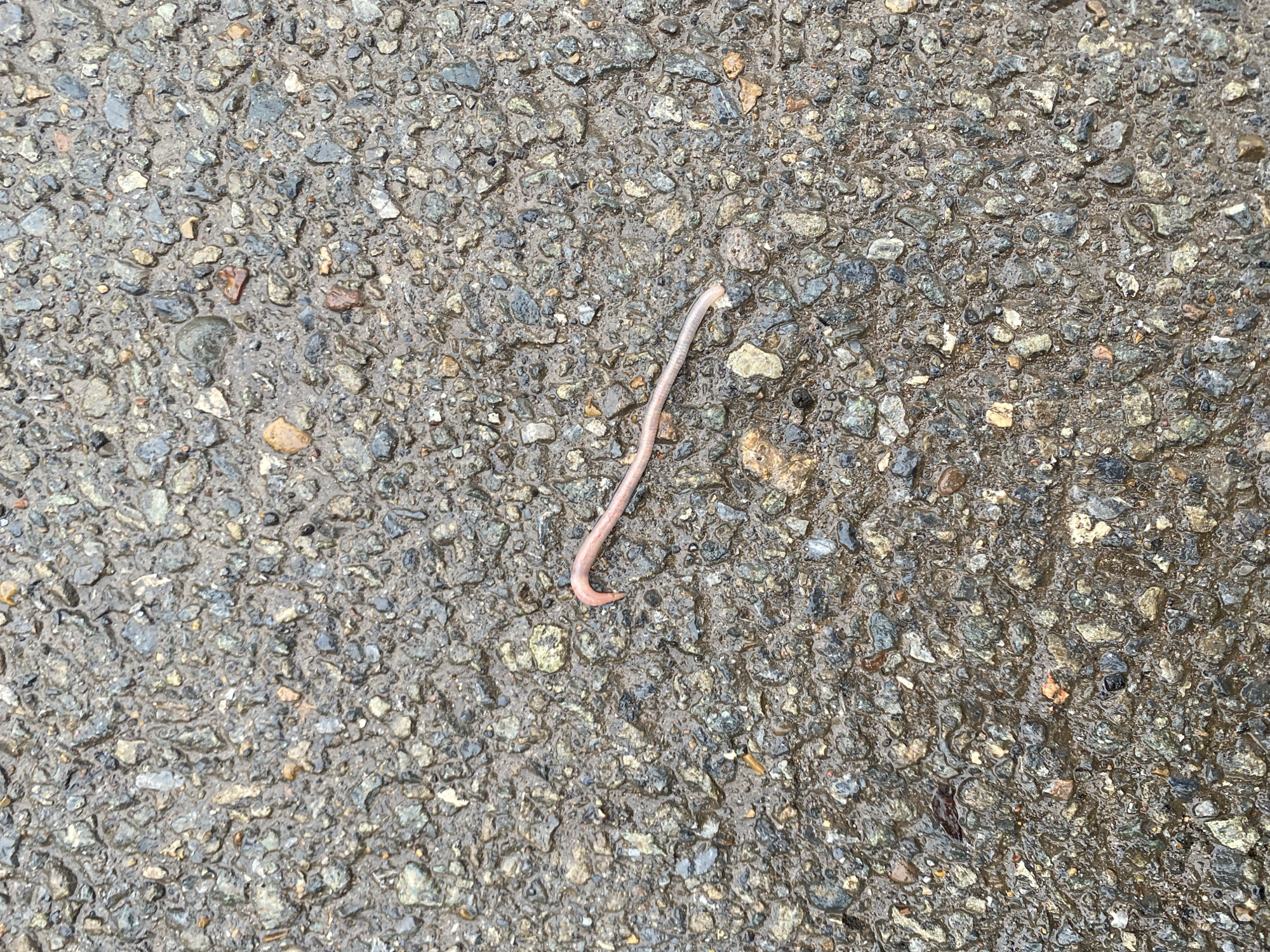 Pink earthworm spotted on damaged wet asphalt in Russia