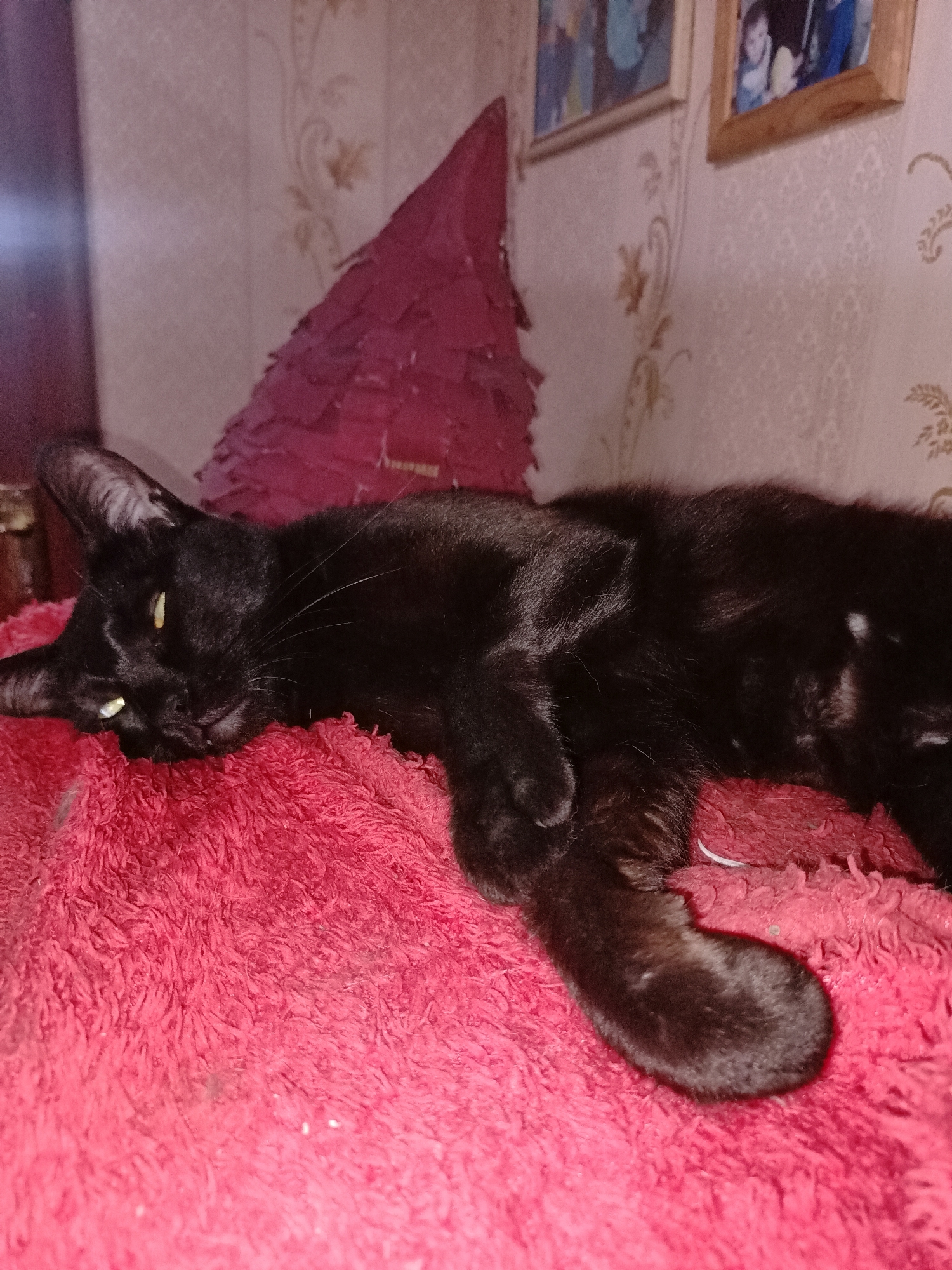 Cats, budgies, a pug, and a tattoo — pet life in Almaty