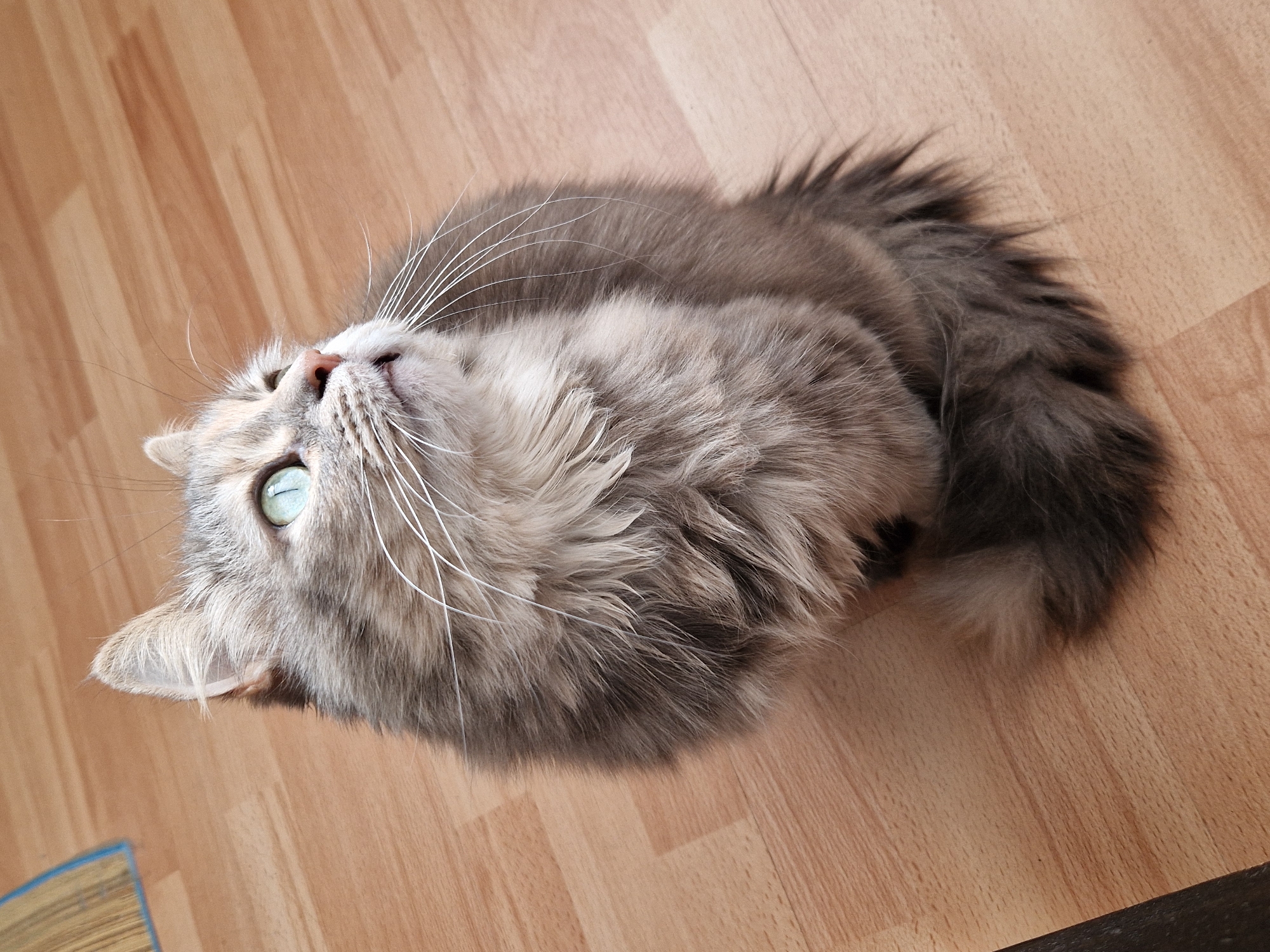 Cat with green eyes spotted on wooden floor in Lovech
