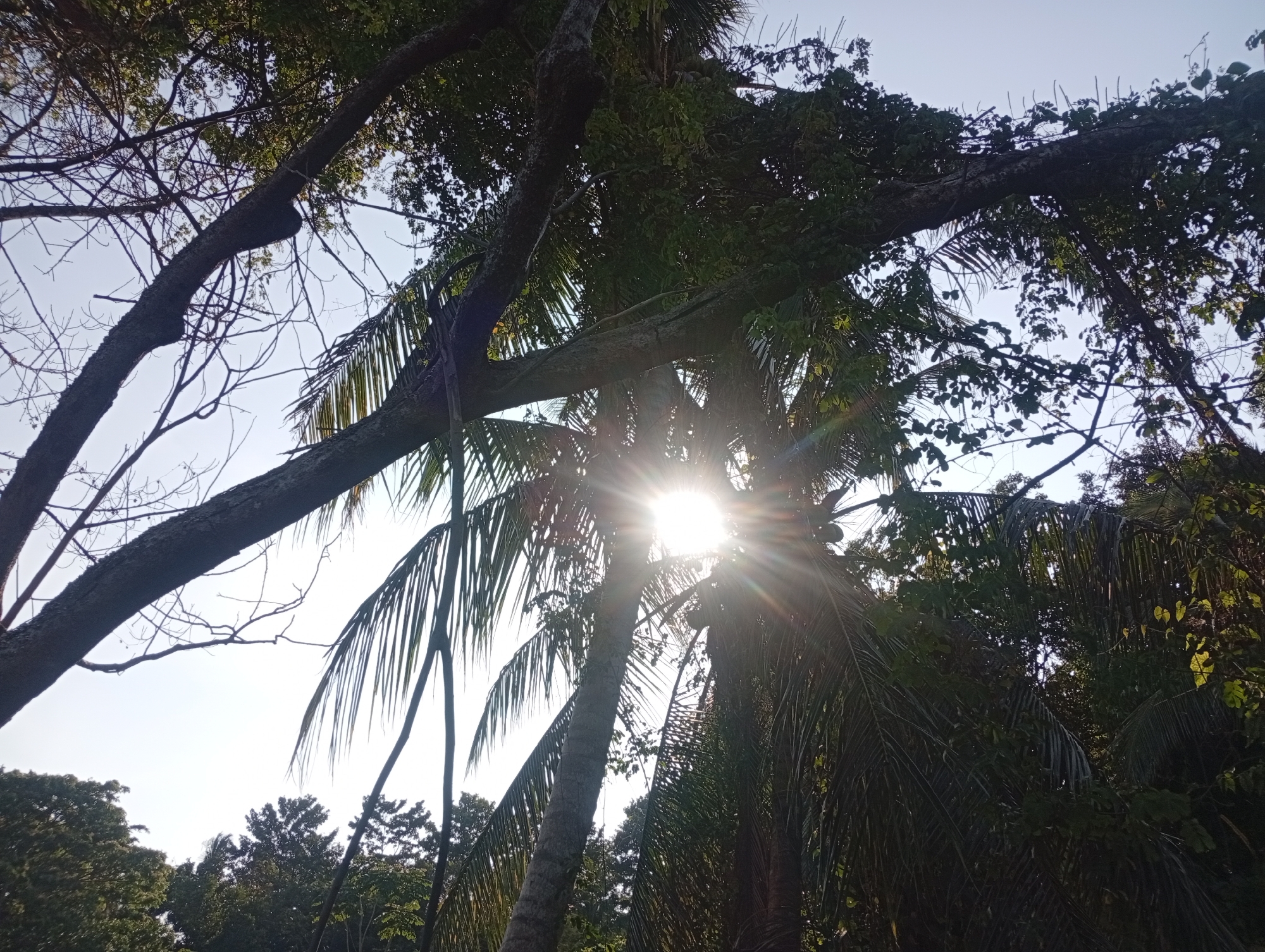 Tropical vegetation documented in rural Thailand morning scenes