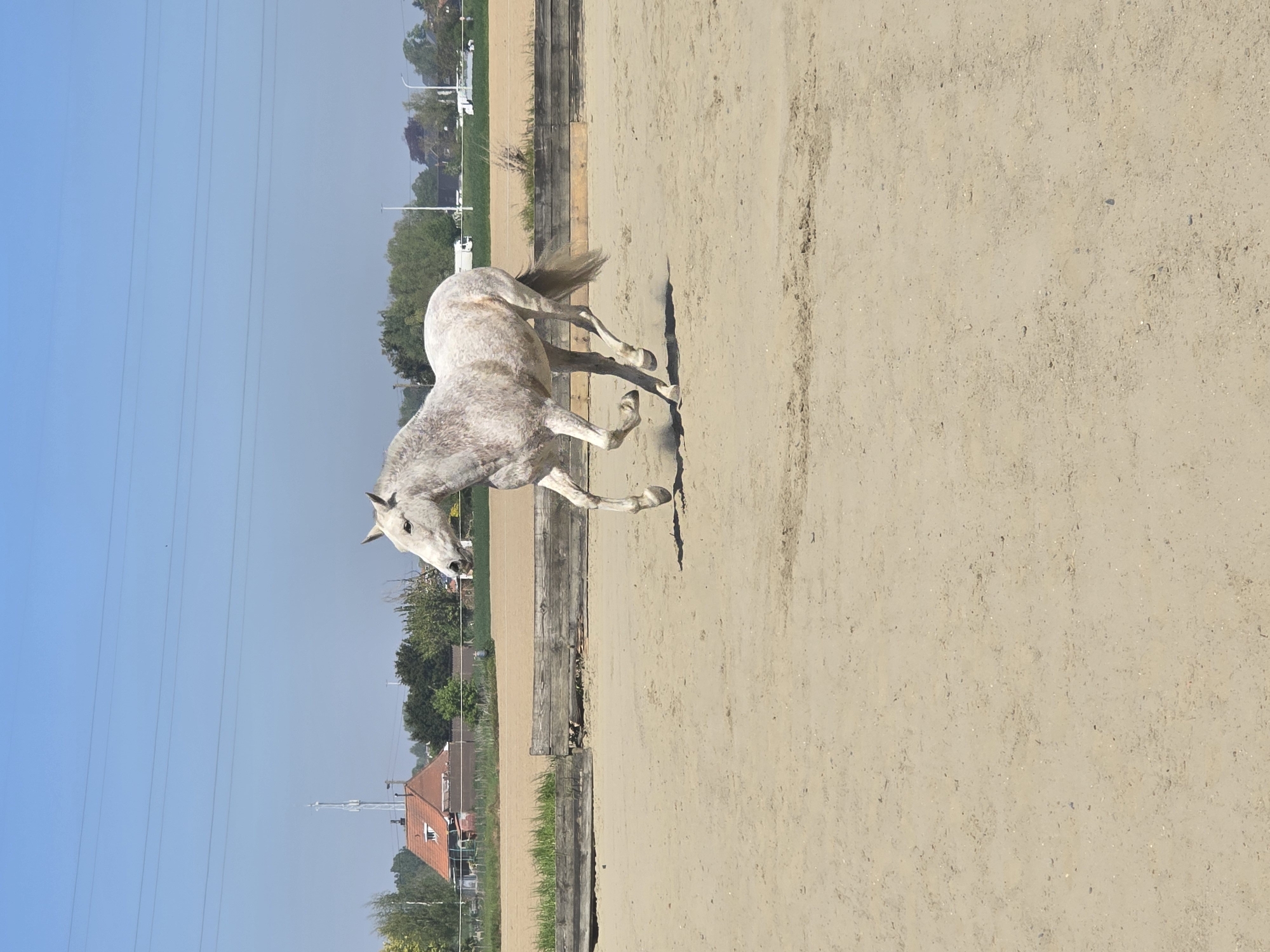 Horse training session documented at Belgian equestrian facility