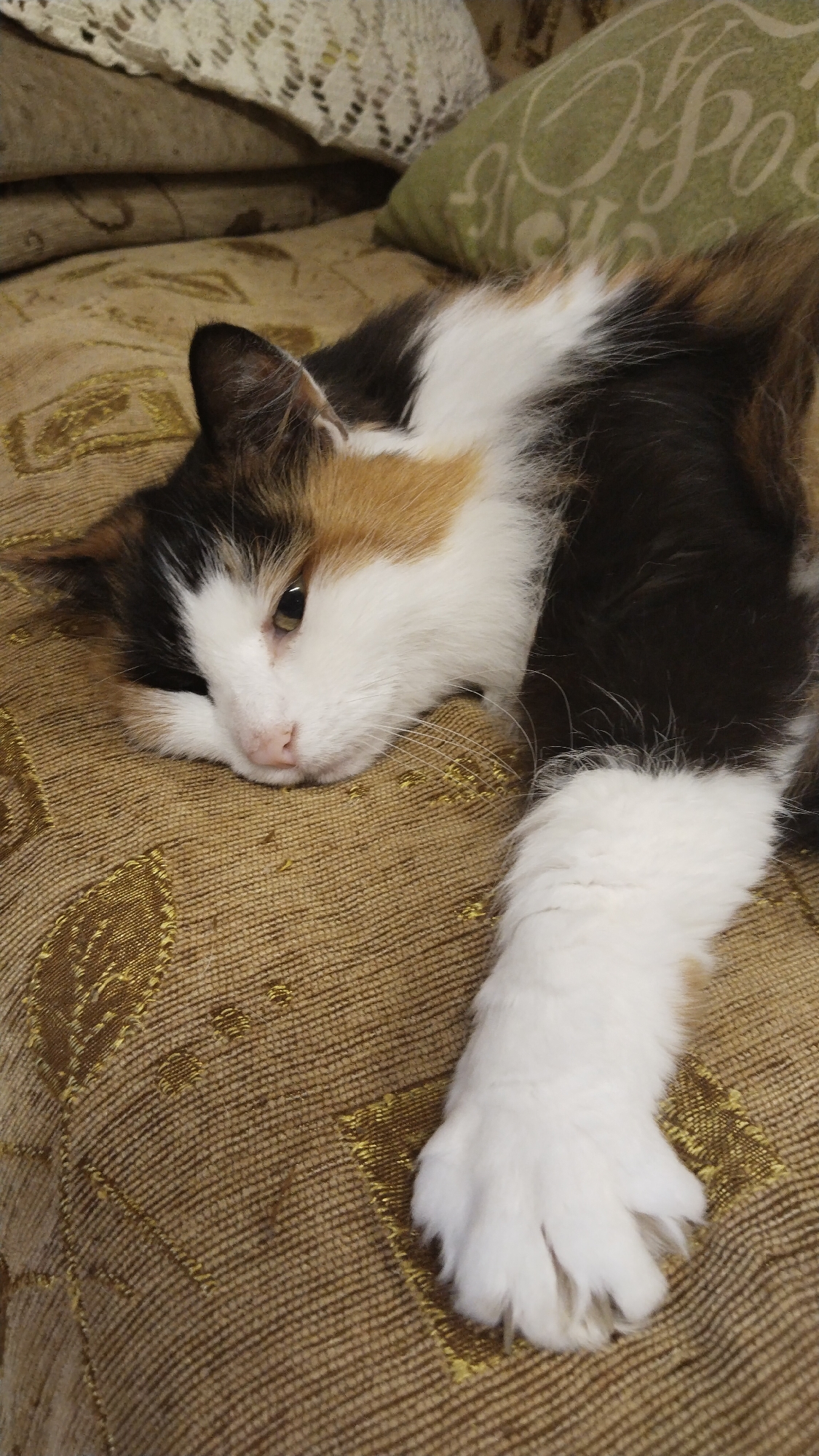 Lazy Sunday morning with a calico cat and terrier at home