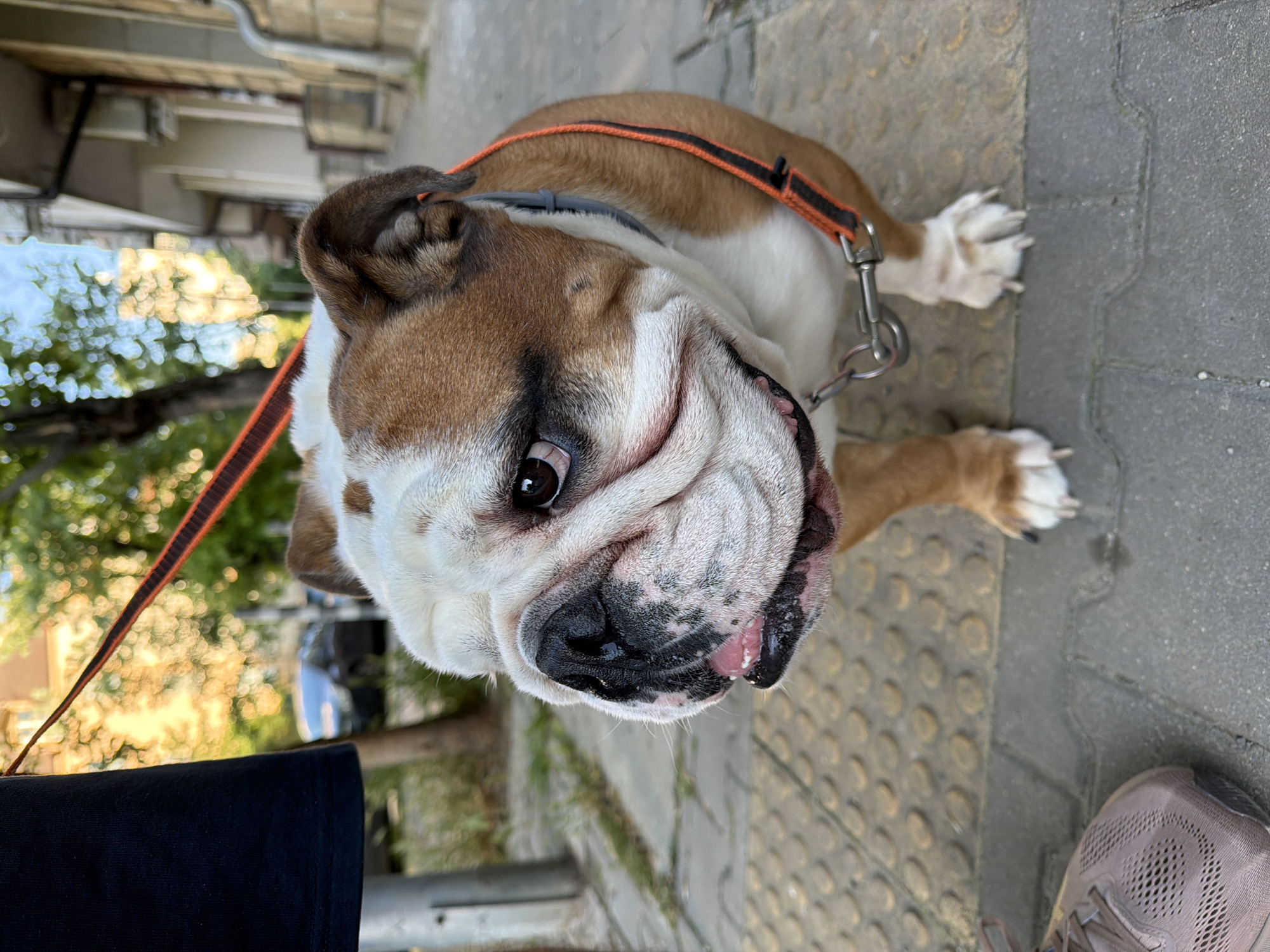 Afternoon stroll through Sofia captures bulldog, roses, street scenes