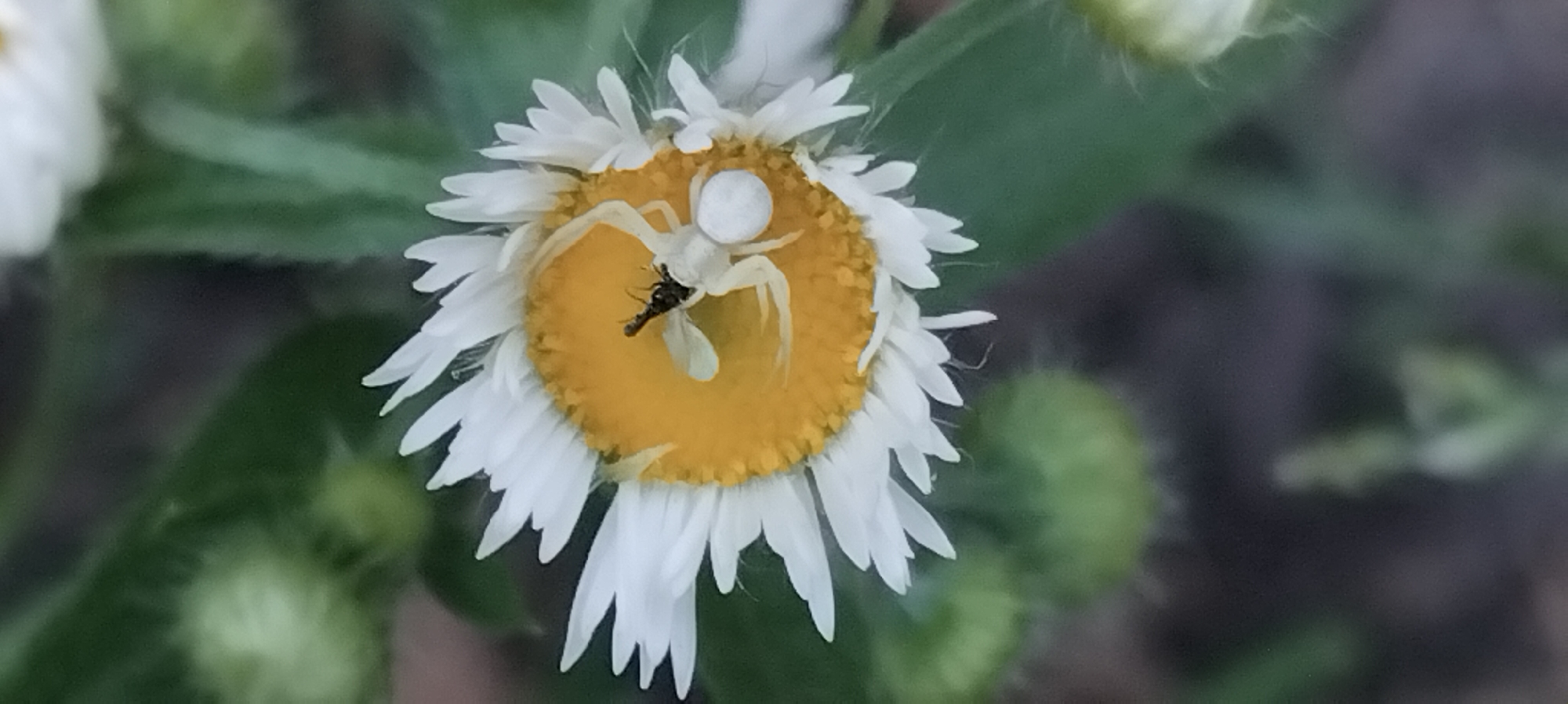 White spider catches prey on a daisy's yellow center