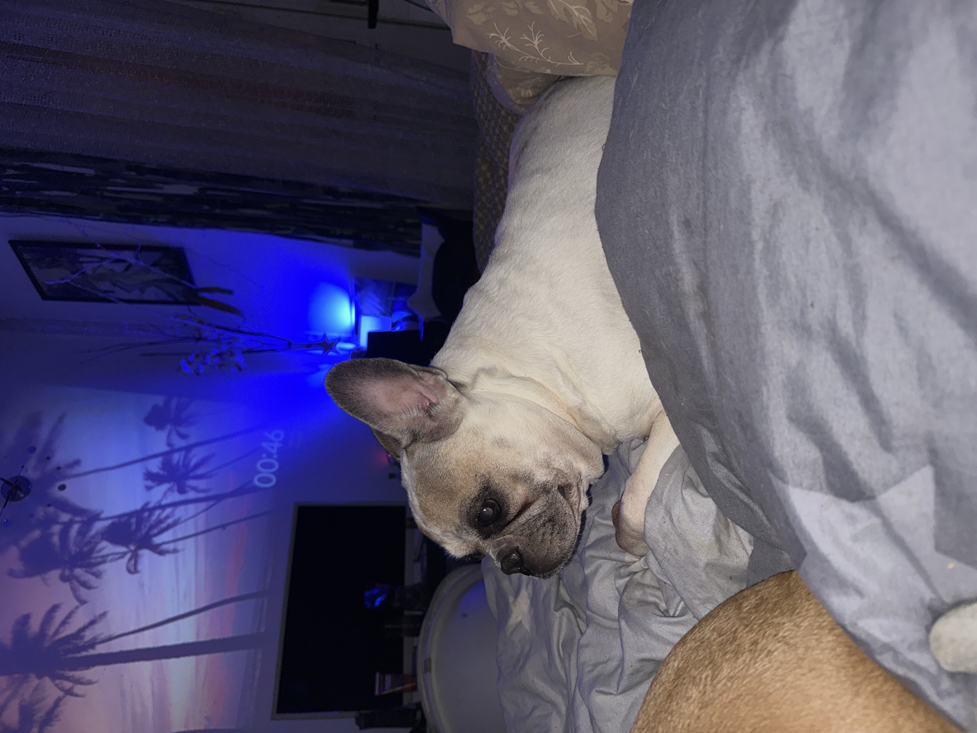 French bulldog chills on a bed in a projector-lit Moscow room.