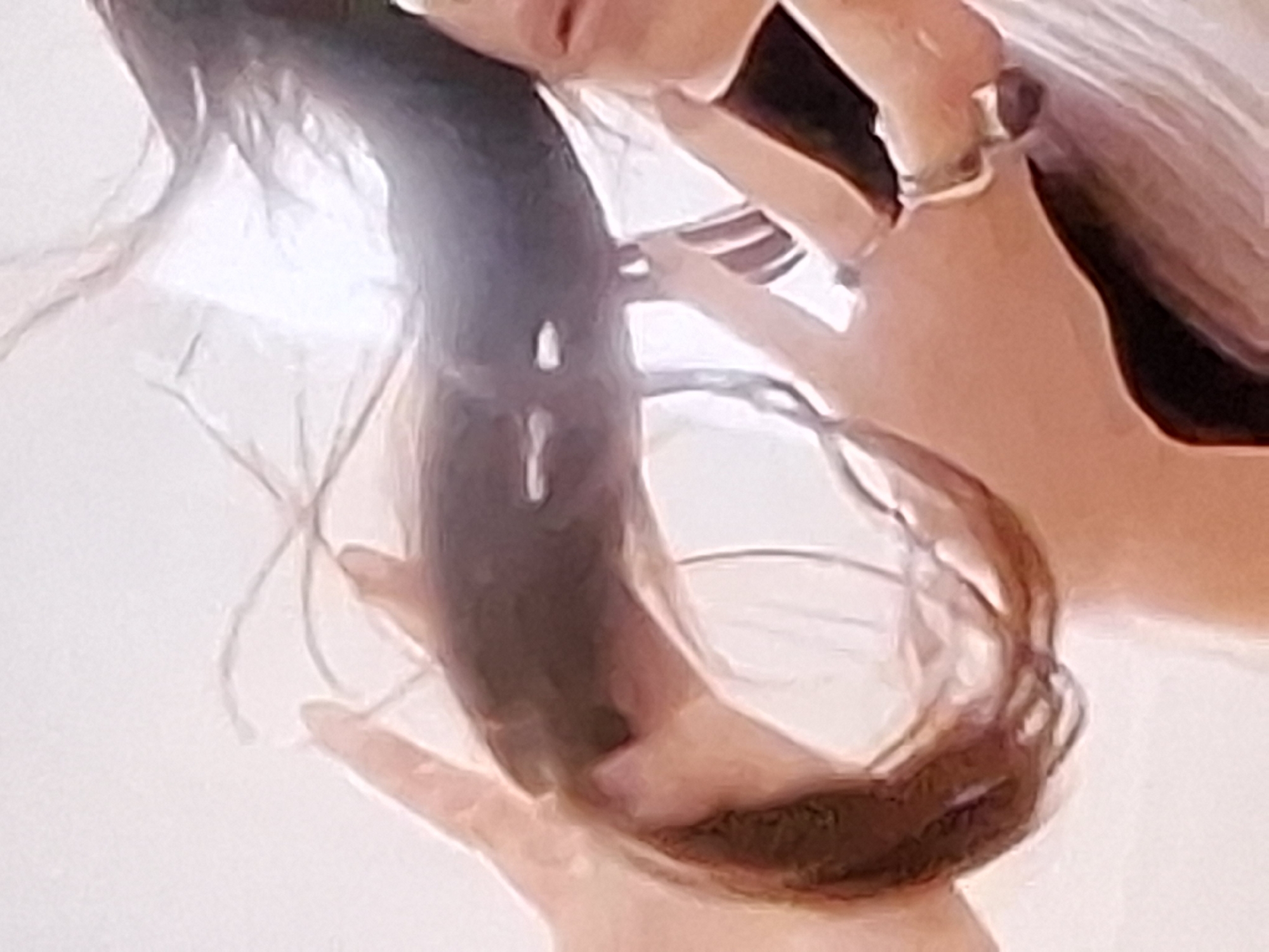 Person poses with hair in circular shape in Varna