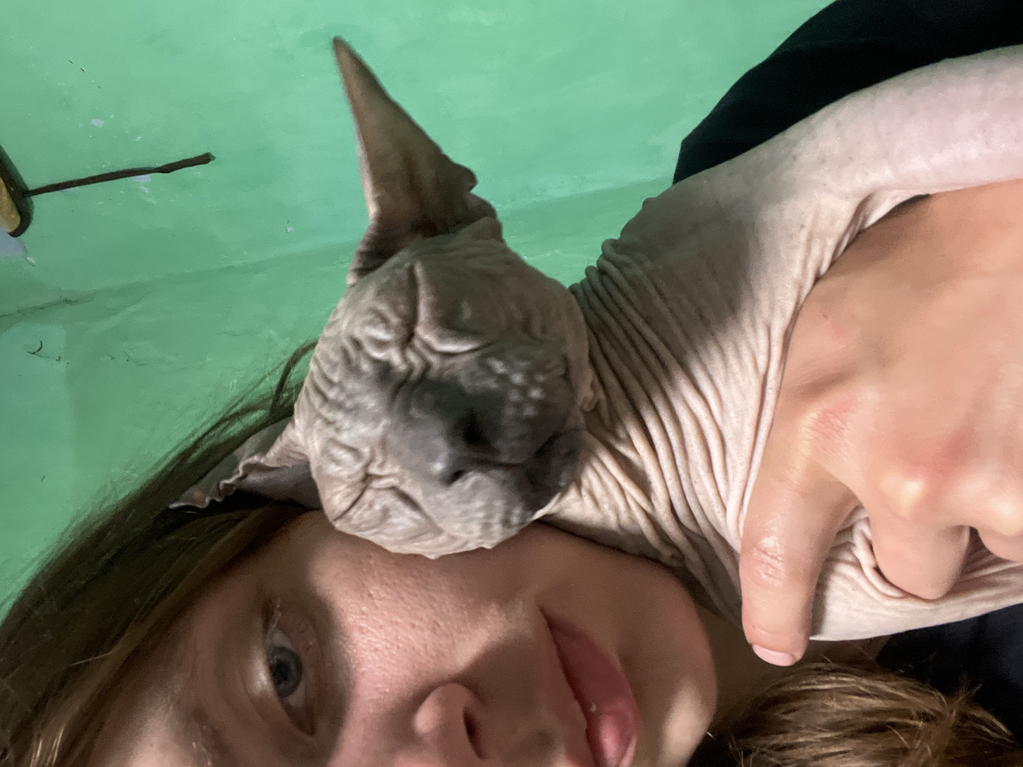 Pets at home in Nizhny Tagil — Sphynx cat and dogs