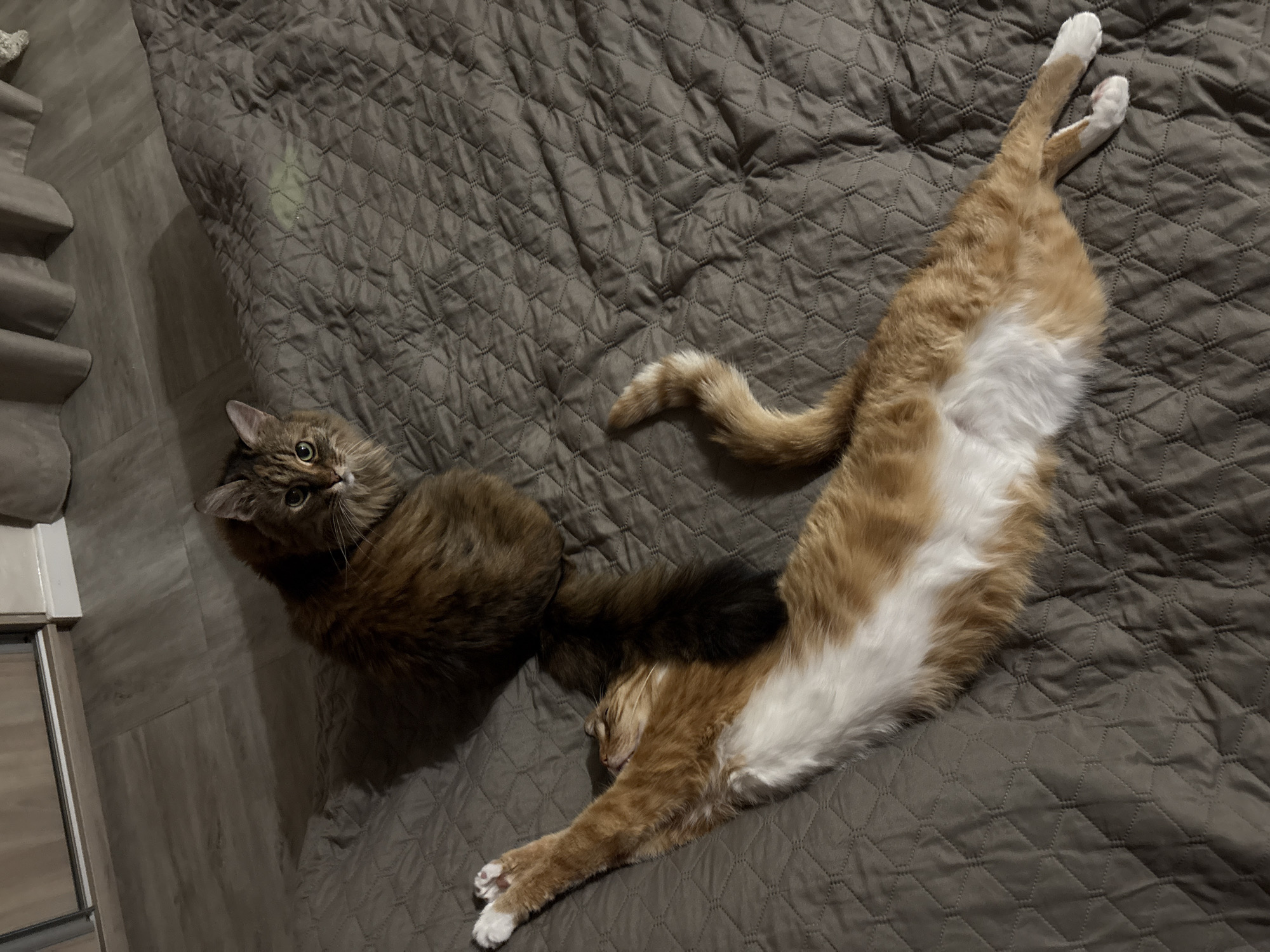 Quiet evening at home with cats documented in Bar