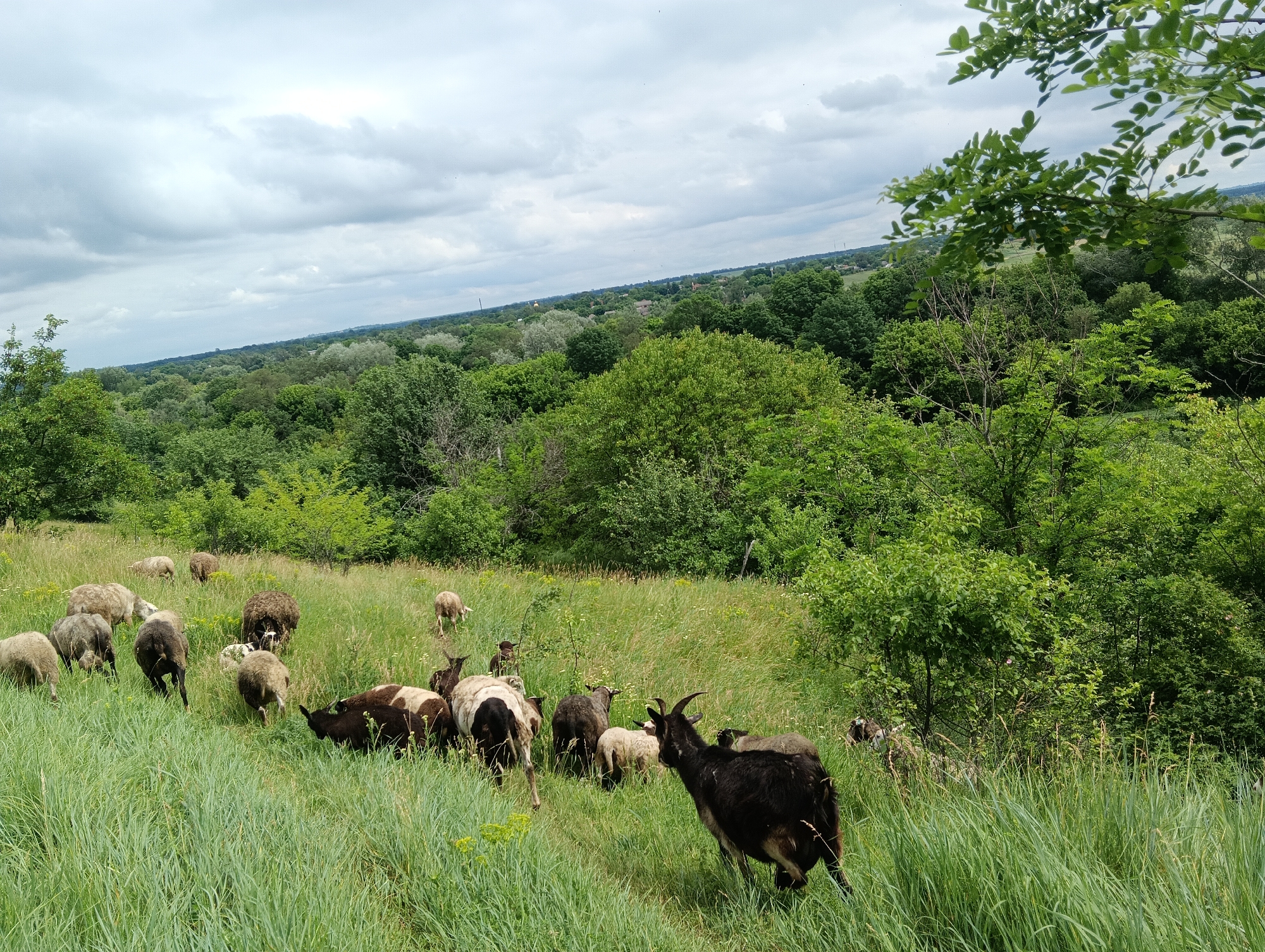 Mixed livestock flocks graze pastoral fields during morning hours