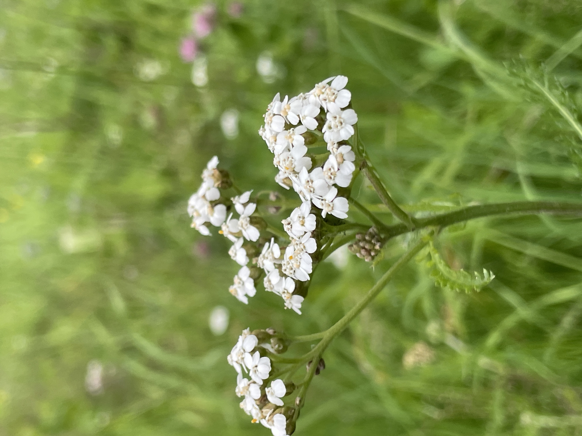 Cats, wildflowers, and a lazy summer morning in rural Russia