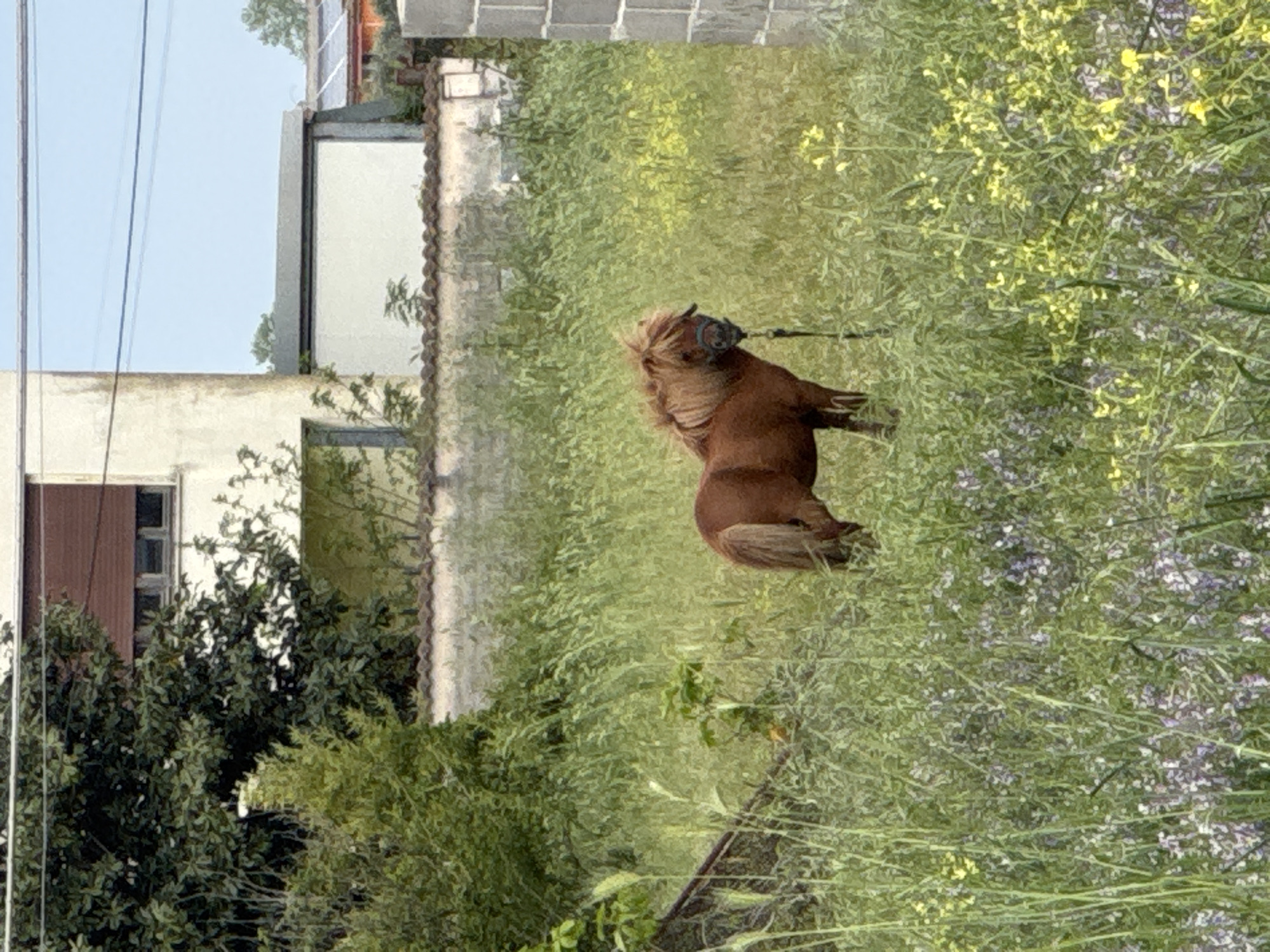 Woman poses with pony in wildflower field near Rome