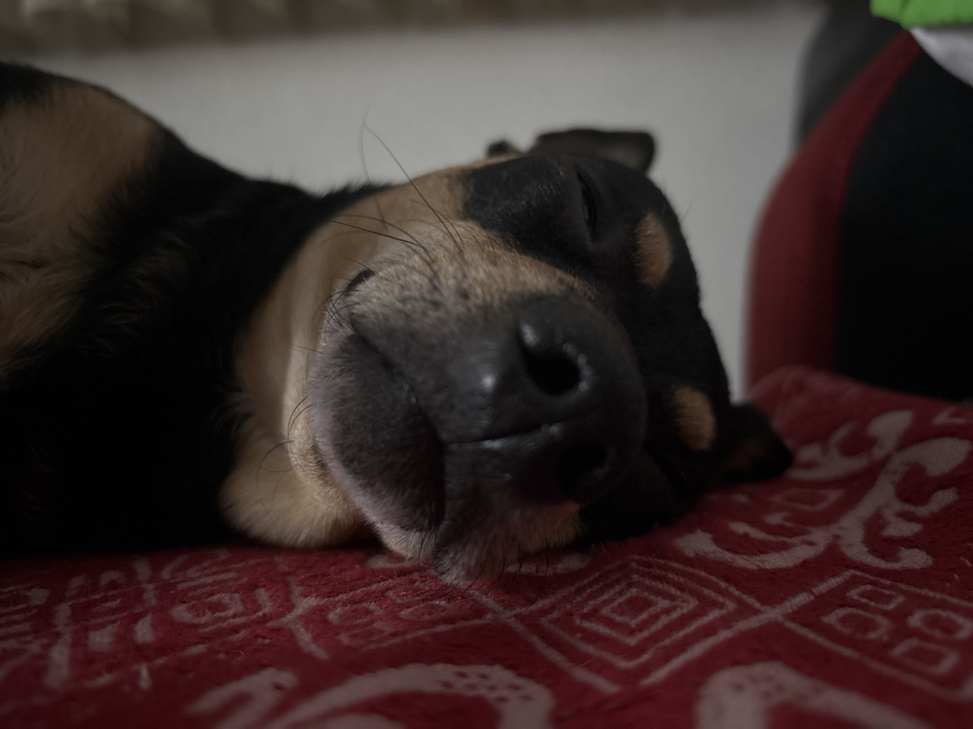 Peaceful evening moments with sleeping dog documented in Kuklen home