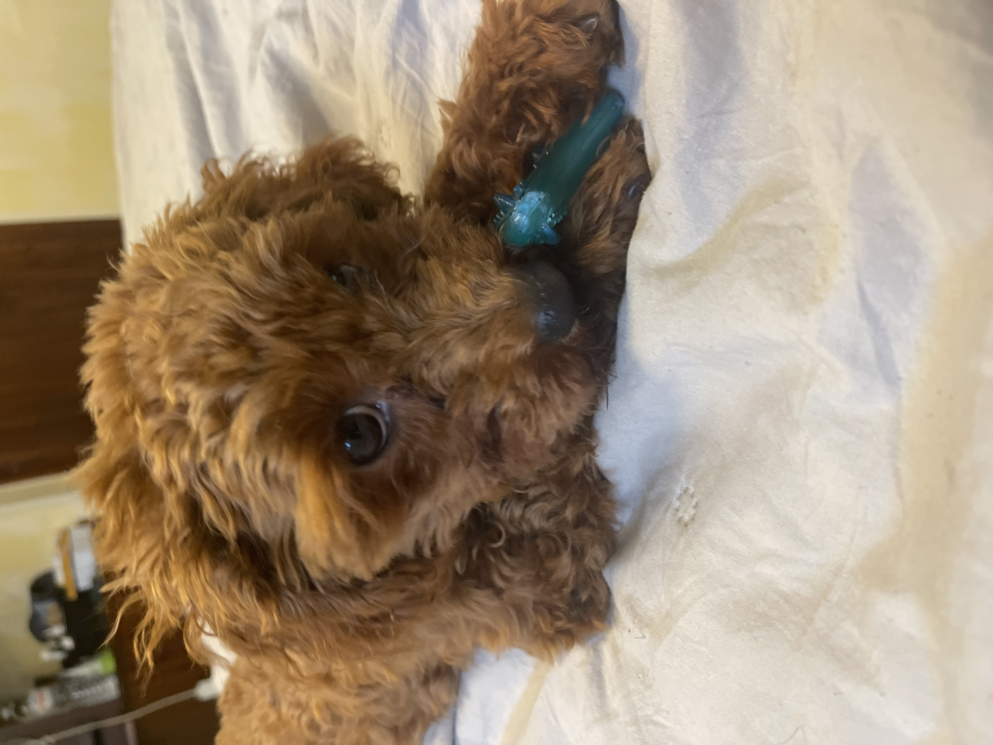 Sofia resident spends afternoon with poodle puppy, captures garden blooms