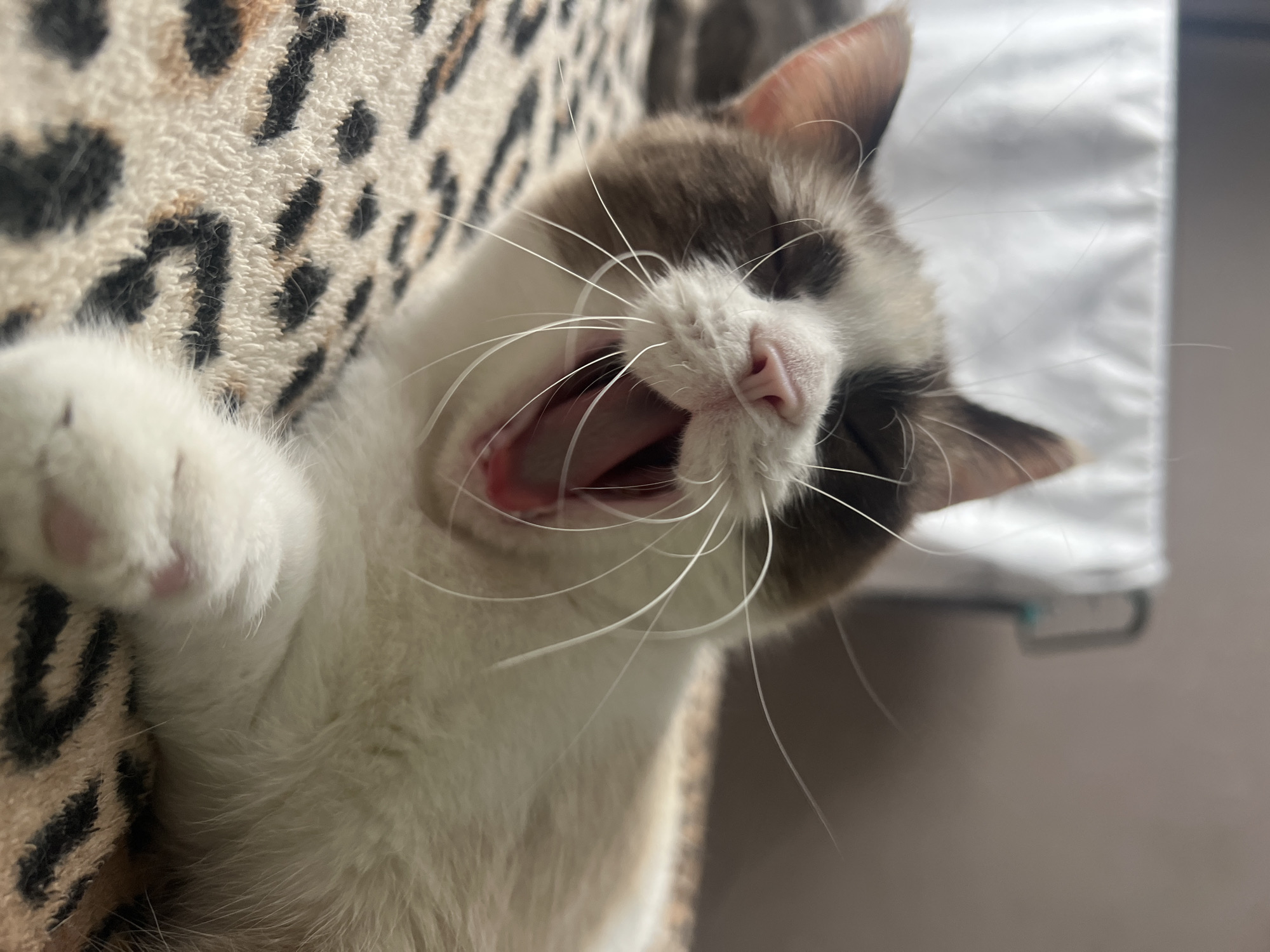 Cat photographed yawning on patterned fabric in Votkinsk
