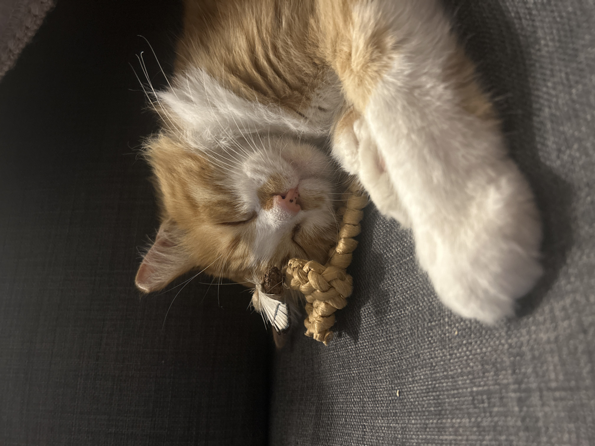Harnessed orange cat observed sleeping and roaming indoors