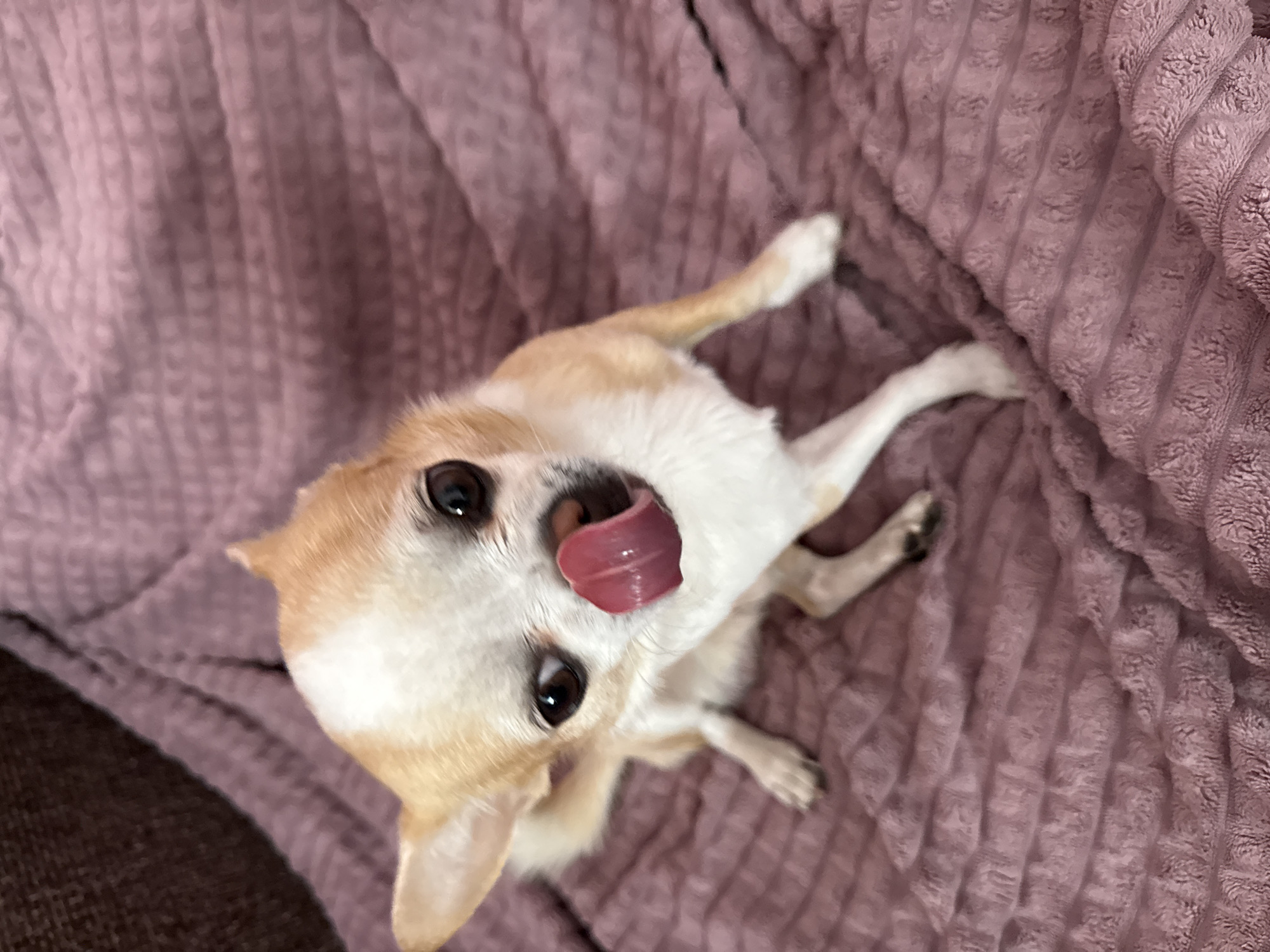 Chihuahua photographed in multiple indoor settings in Rostov-on-Don