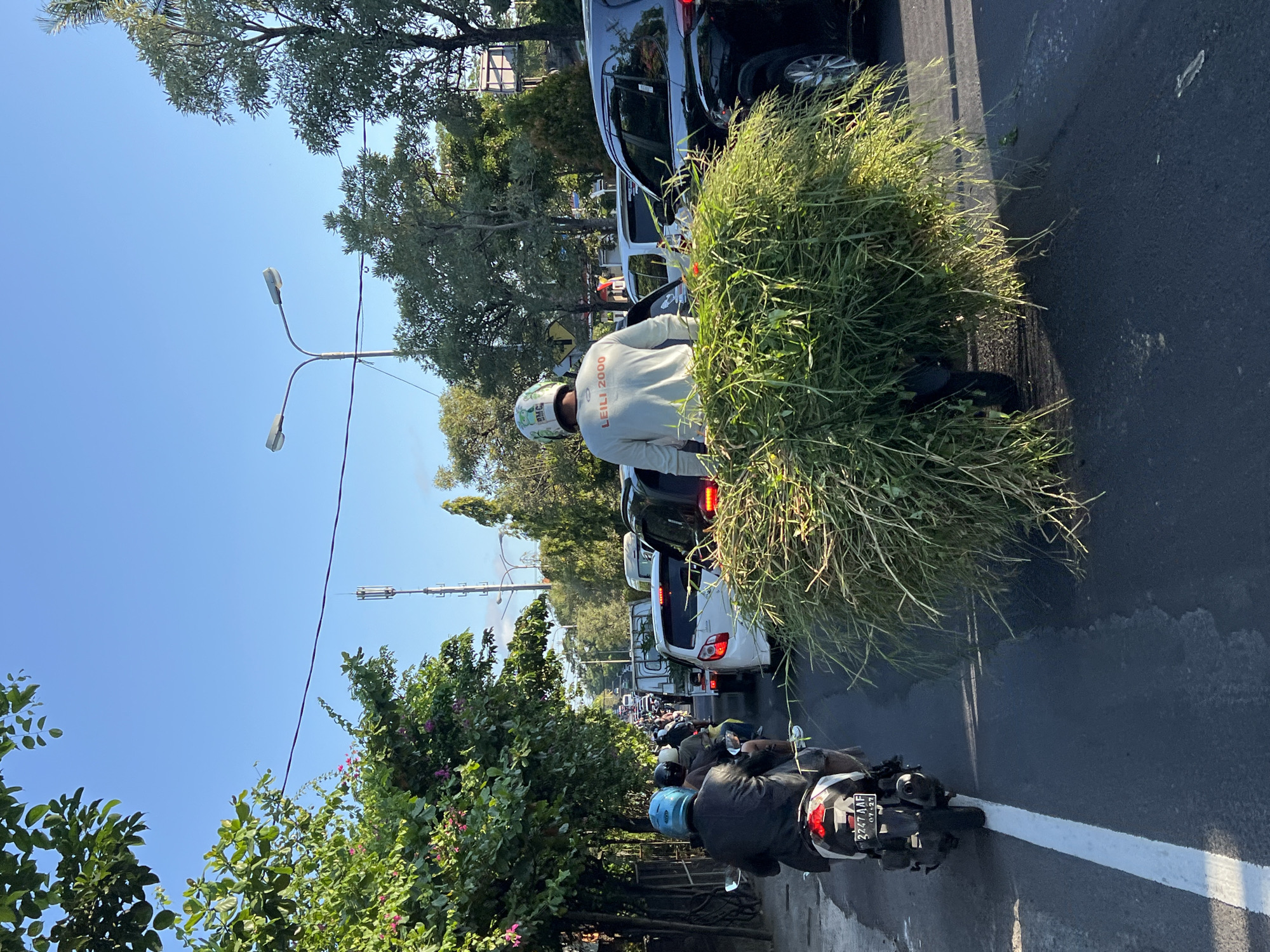 Motorcyclist carries grass bundle through Denpasar traffic congestion