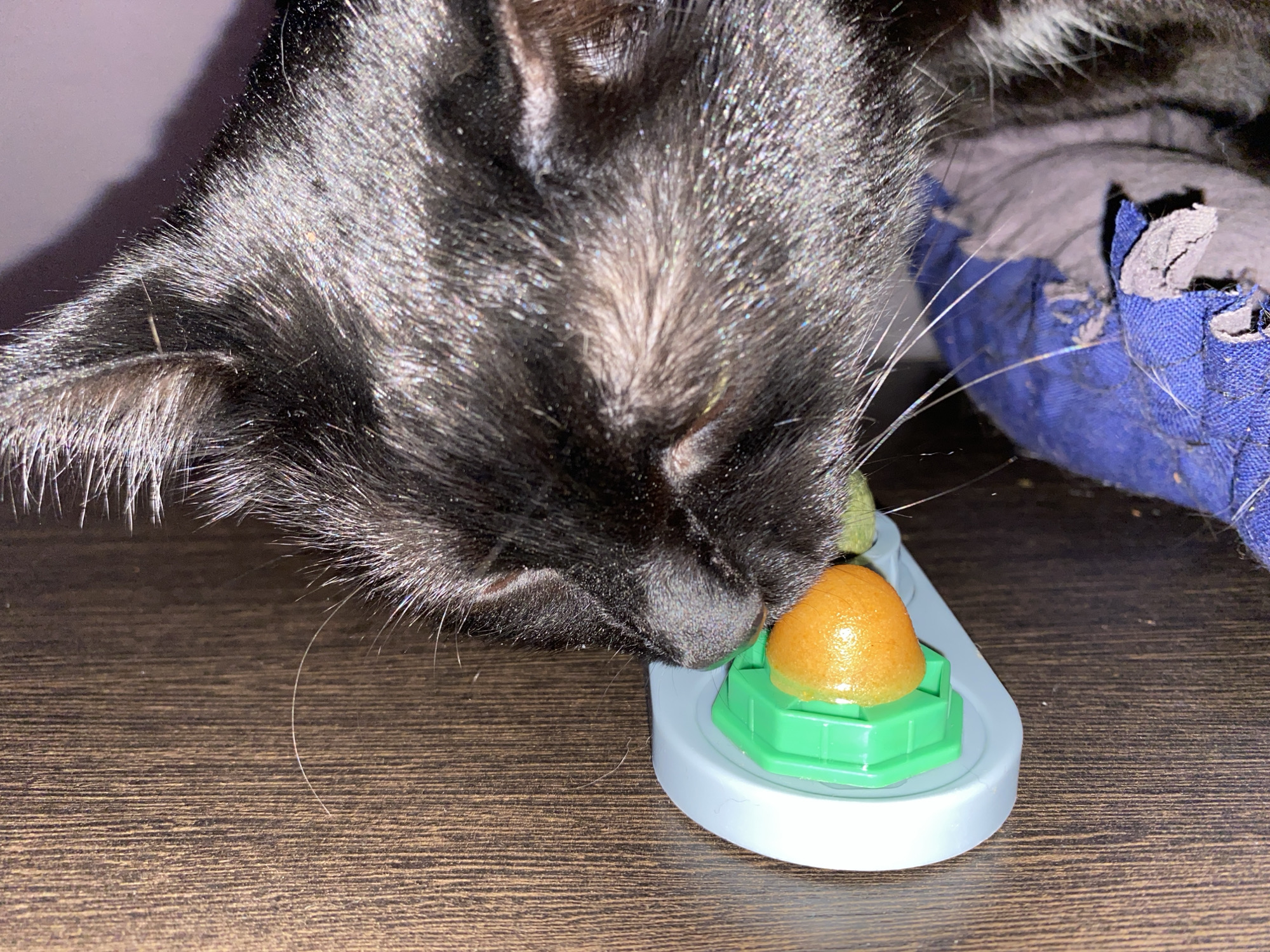 Black cat enjoys treats and playtime in Chaikovsky home
