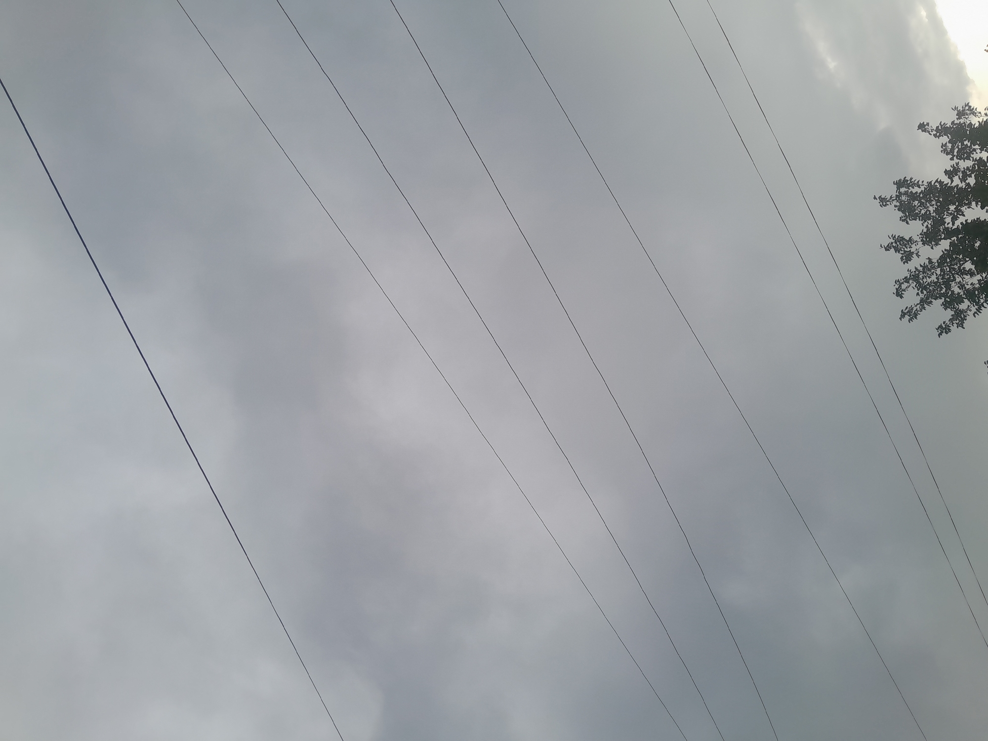 Observer documents overcast afternoon scenes with power lines, jade plant