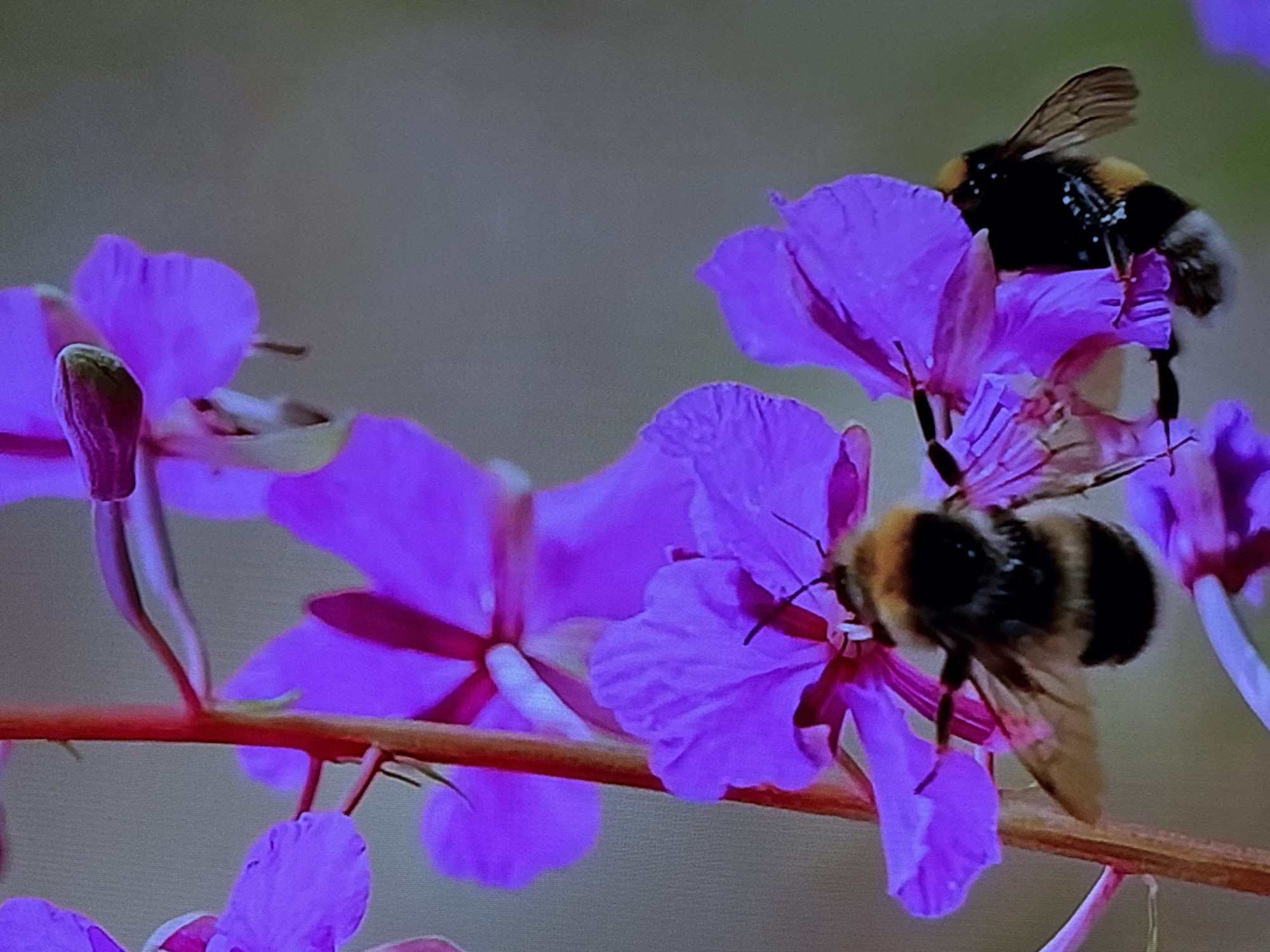 Backyard nature close-ups: bees, butterflies, and flowers in Krasnokamsk