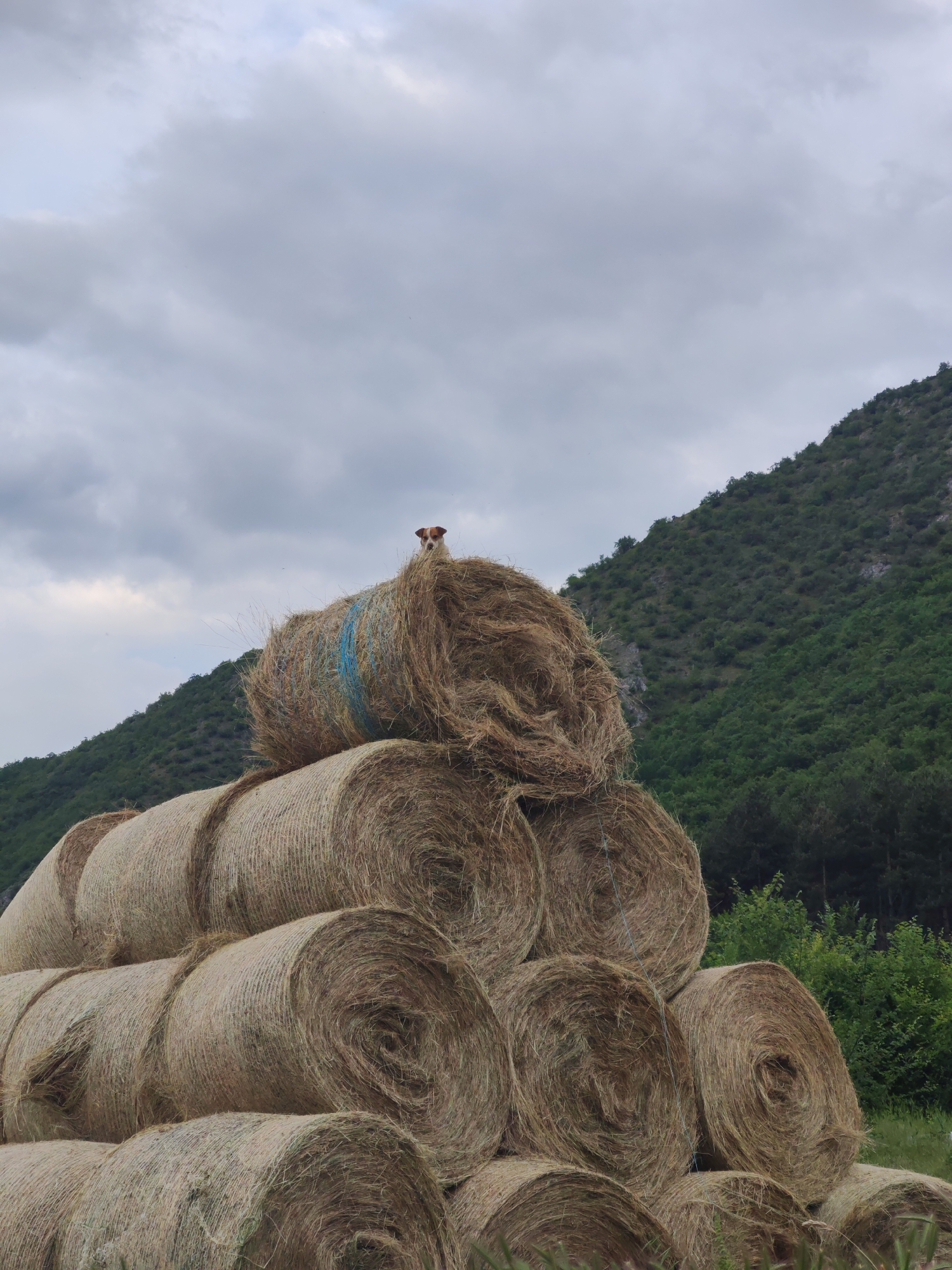 Rural wildlife and pastoral scenes documented during afternoon hours
