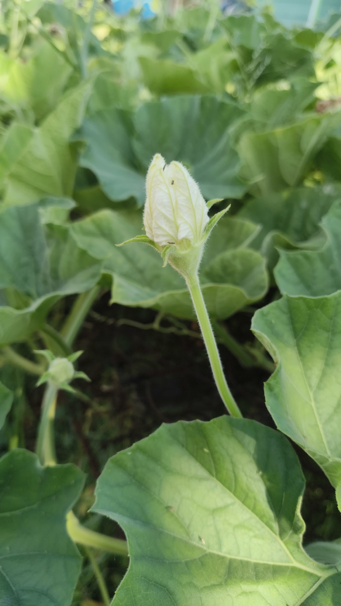 Morning garden macro shoot in Pagarruyung covers plants, flowers, and a cat