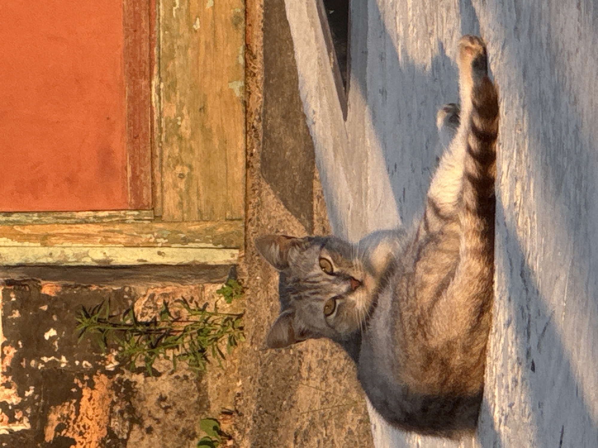 Cats, golden light, and quiet afternoon details in Kremenchuk