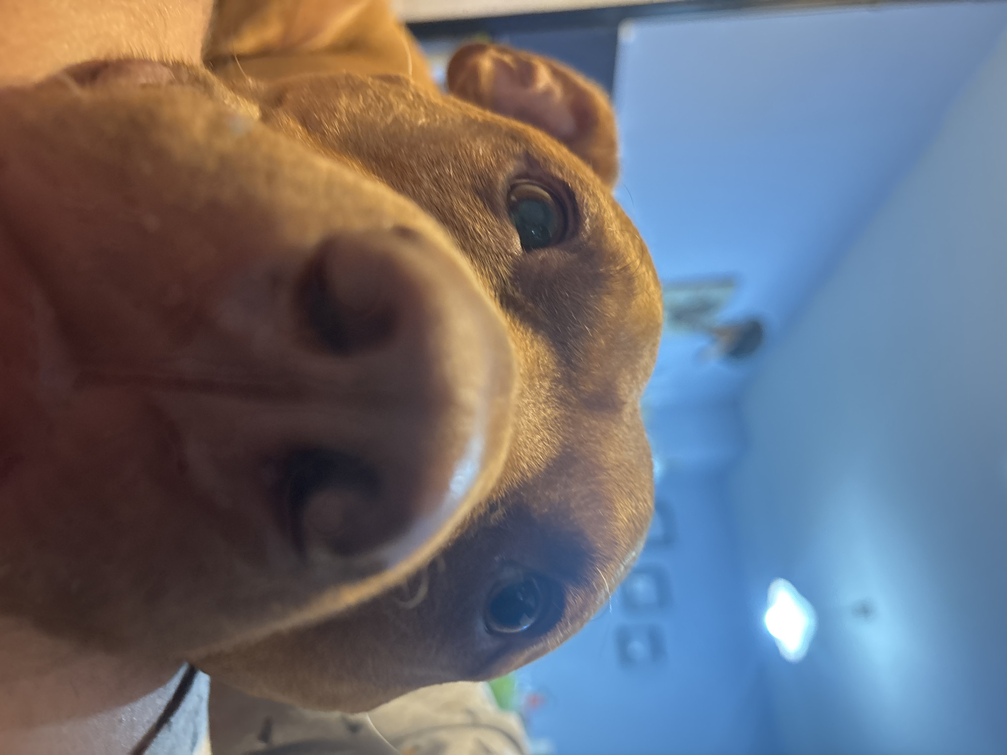 Lazy evening with a brown dog in Sofia